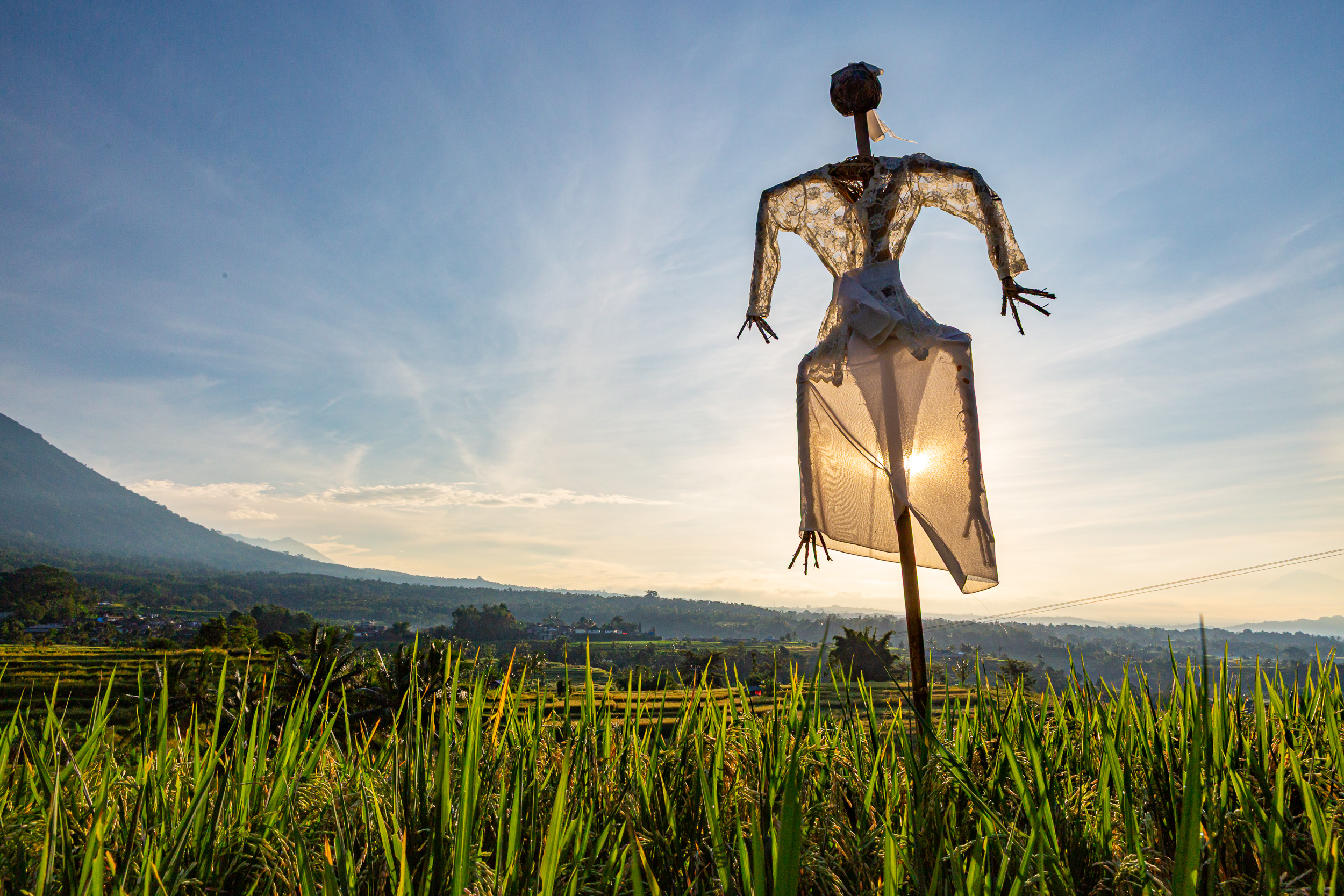 scarecrow jatiluwih rice fields Bali
