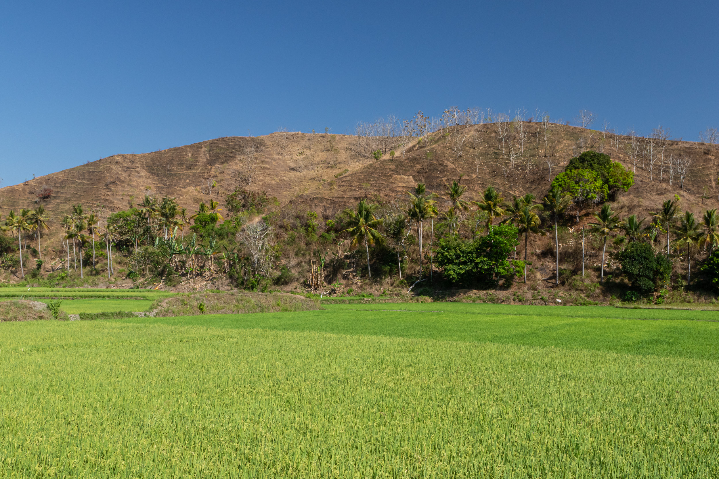 Indonesia, Sumba