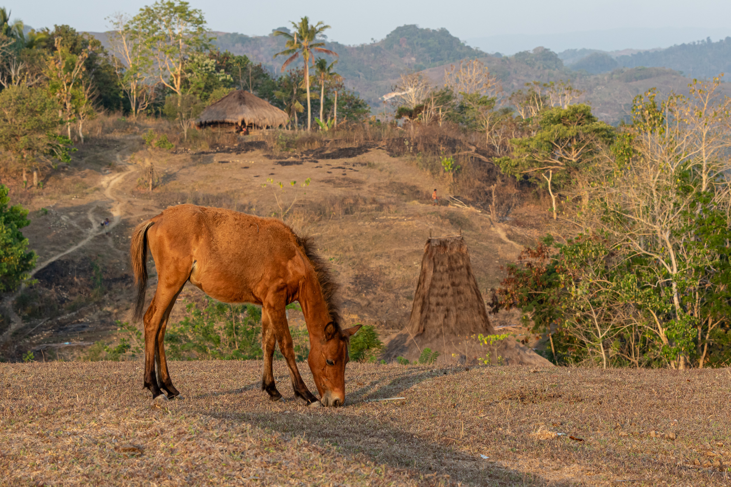 Indonesia, Sumba