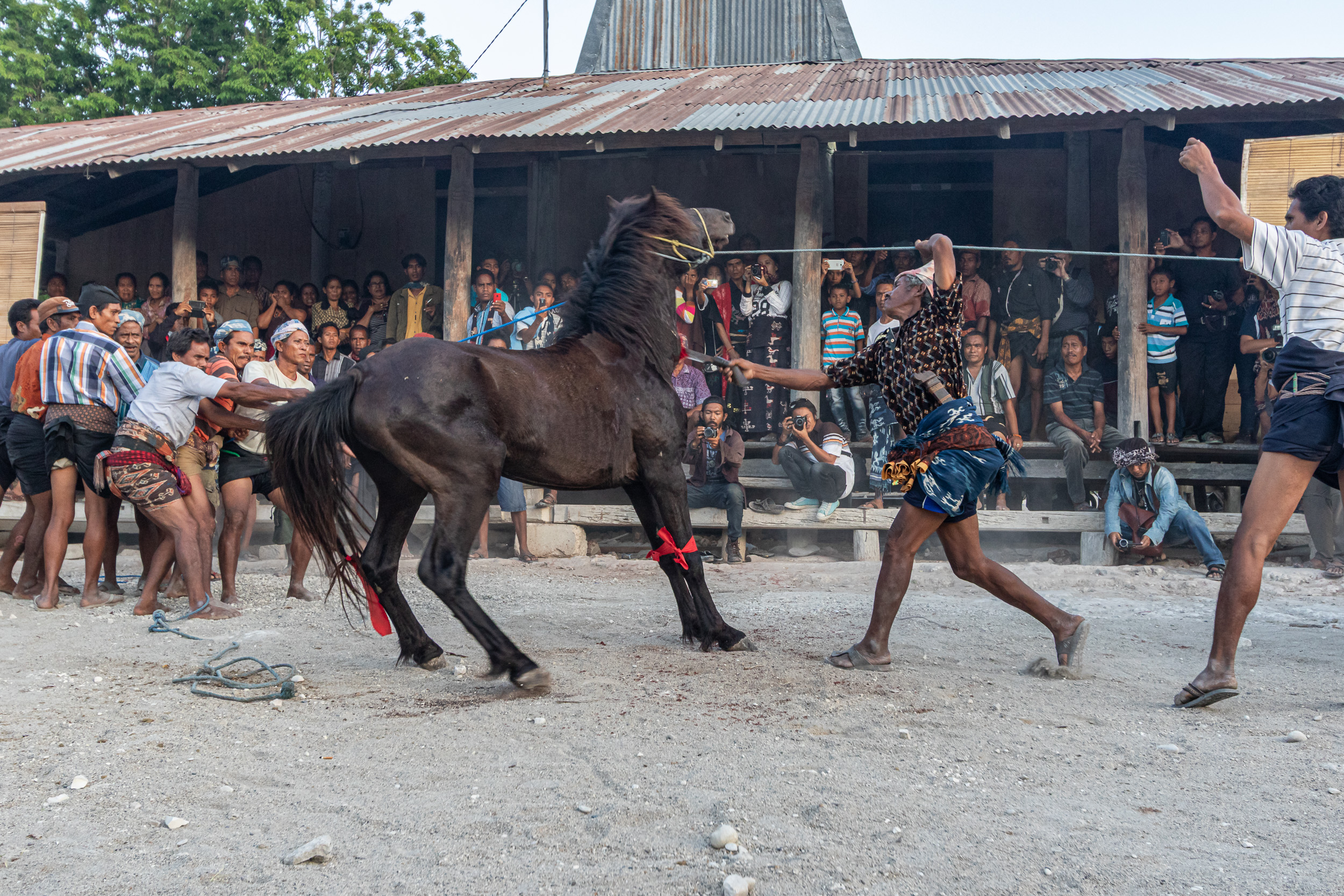 Culture, Indonesia, Sumba, funeral, praiyawang