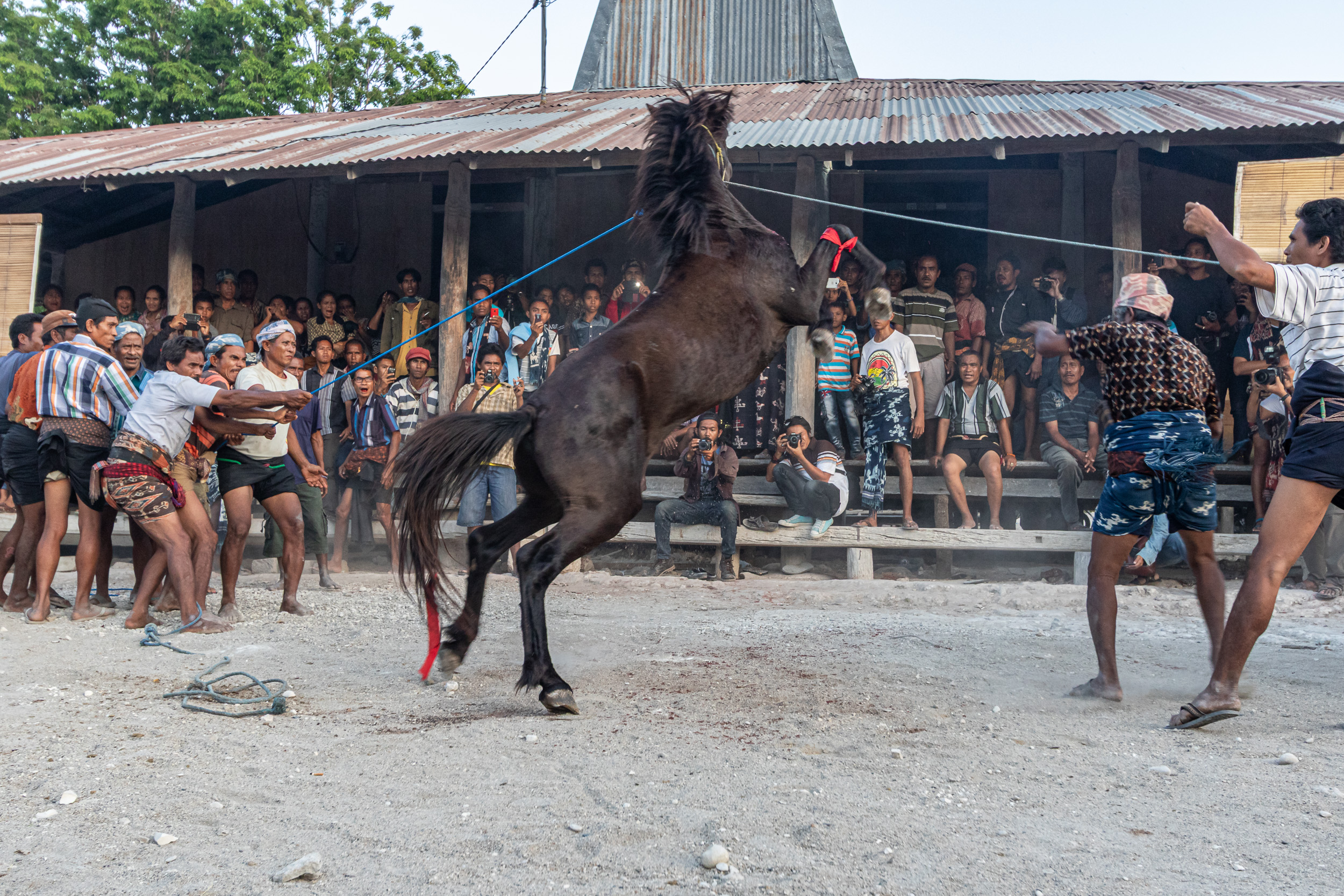 Culture, Indonesia, Sumba, funeral, praiyawang