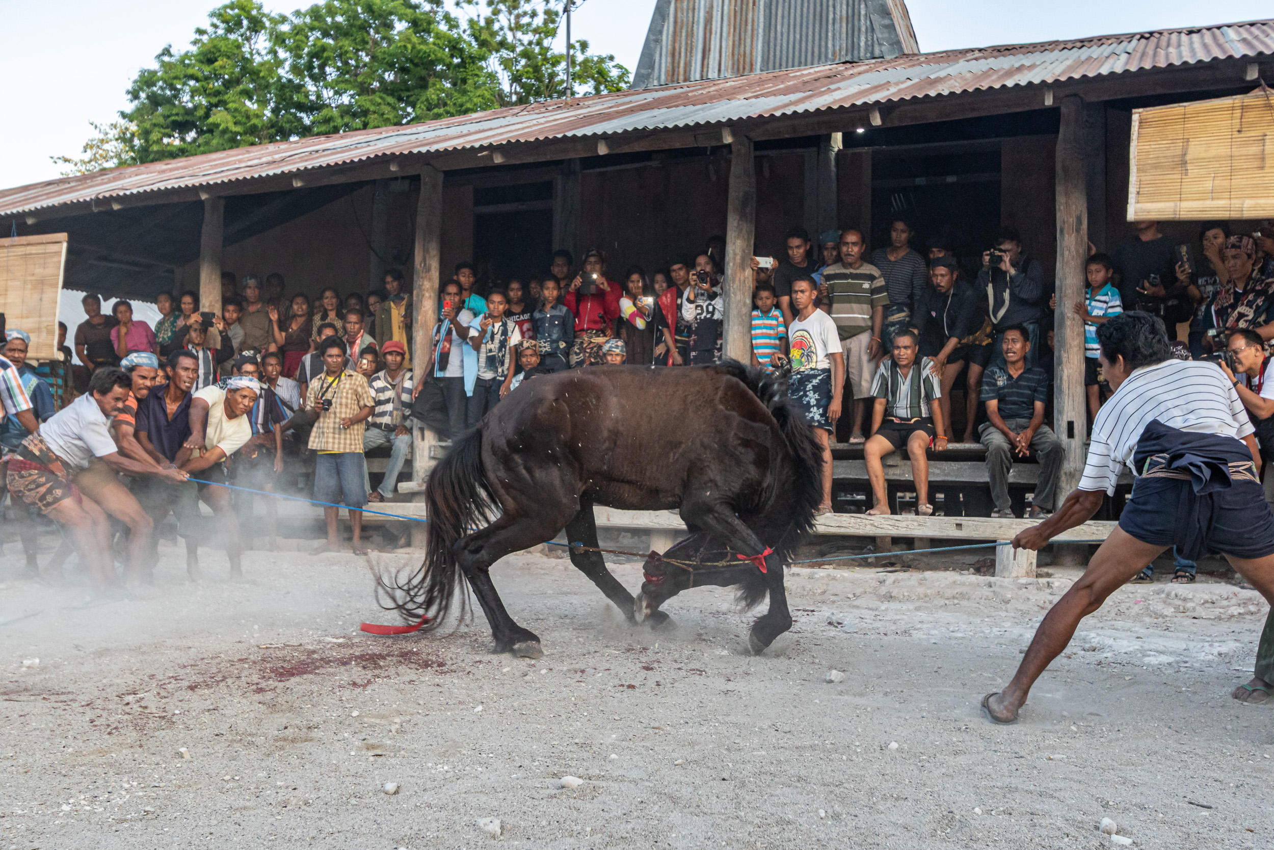 Culture, Indonesia, Sumba, funeral, praiyawang