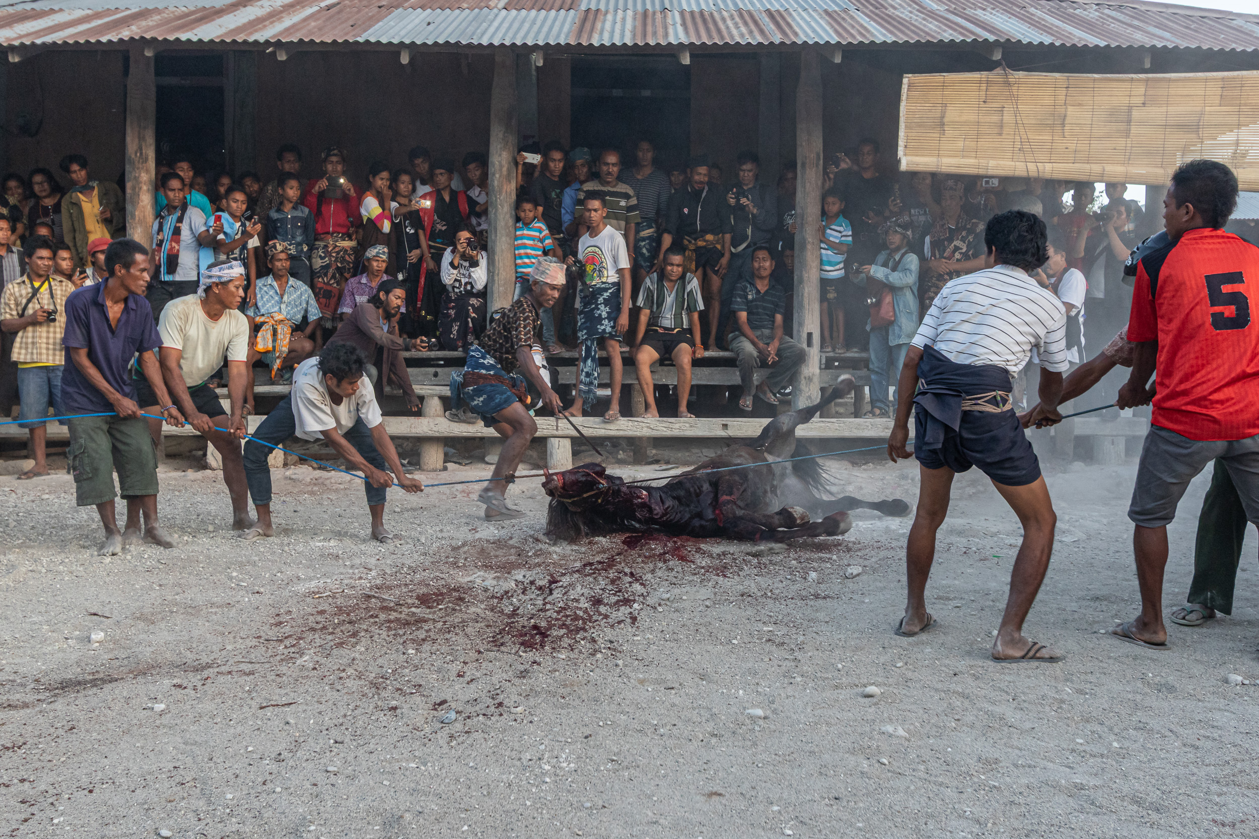 Culture, Indonesia, Sumba, funeral, praiyawang