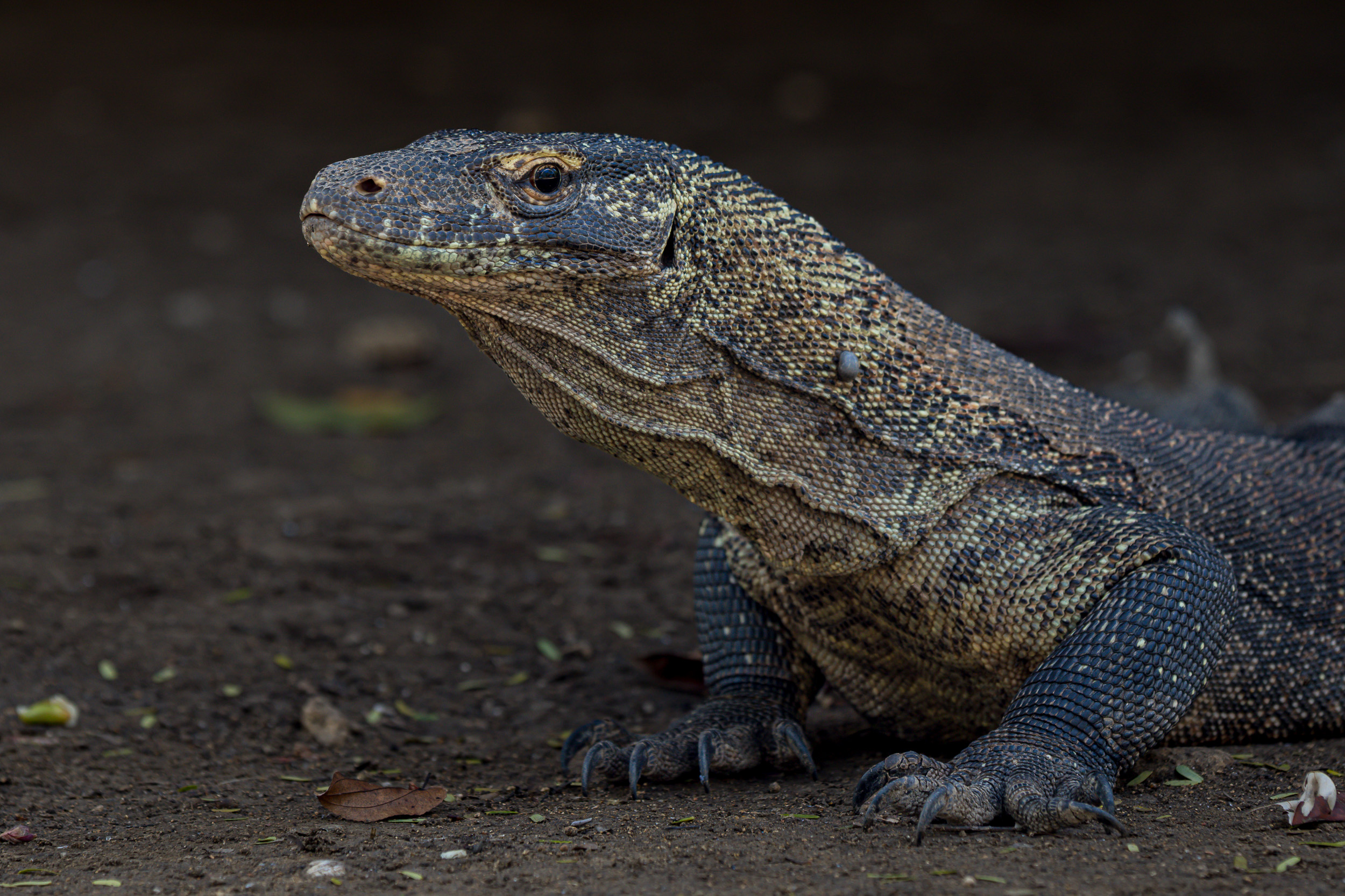 Indonesia, Wildlife, flores, komodo