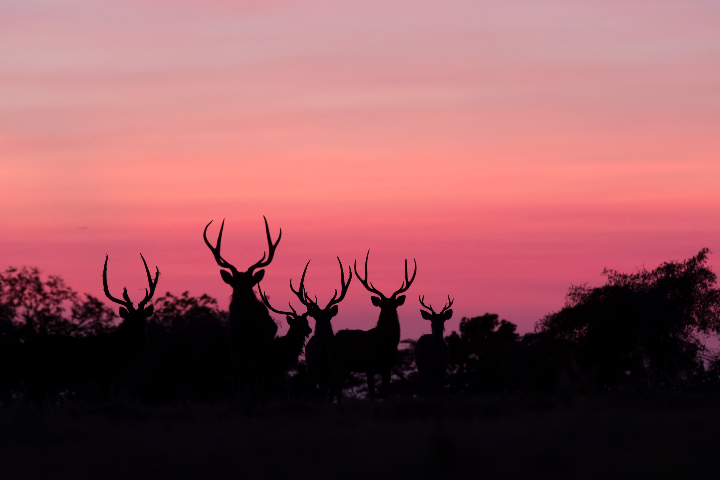 Baluran, Baluran National Park, Indonesia, Java, National Parks, Nature, Thailand, print