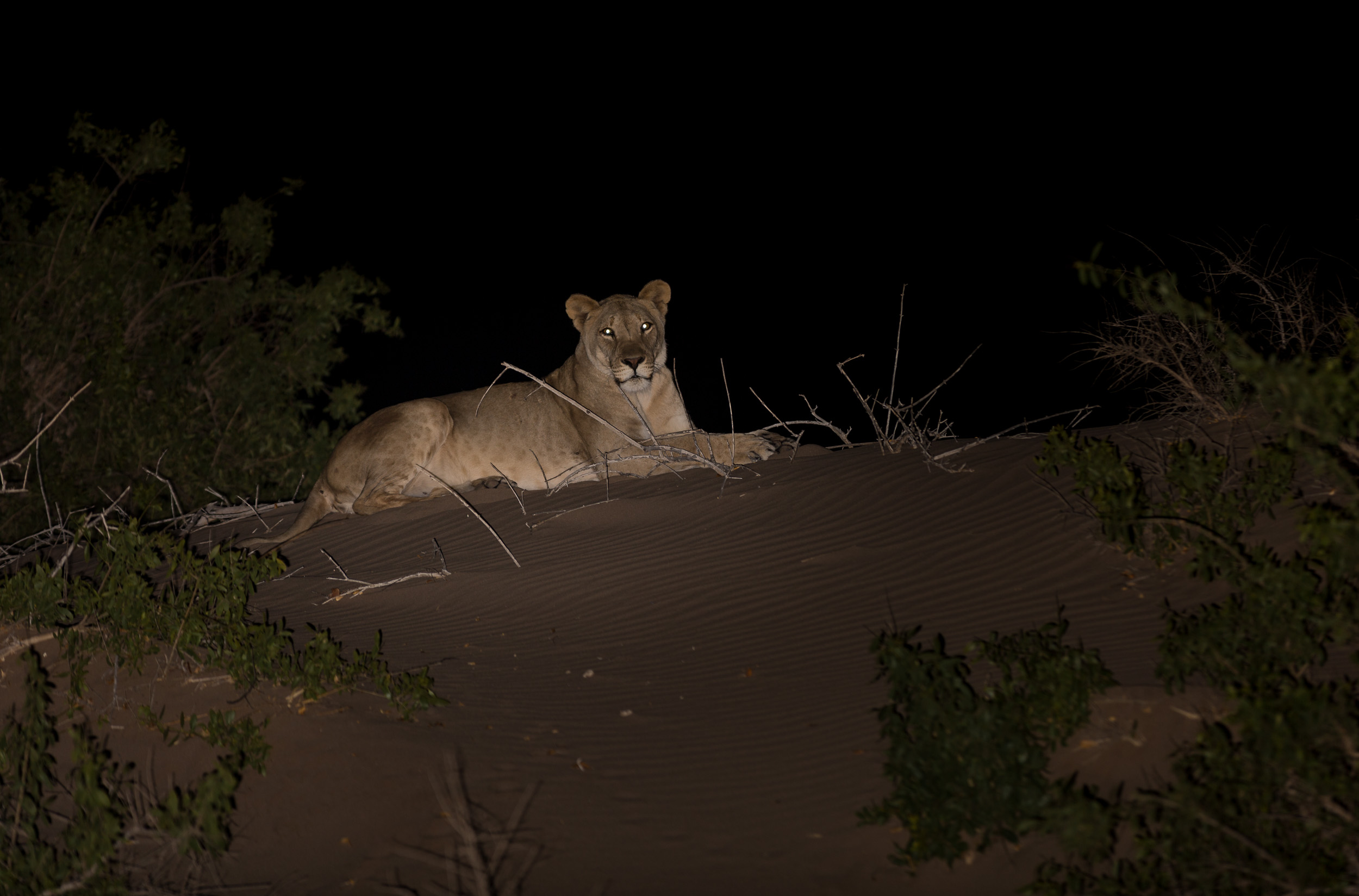 Hoanib, Mega, Namibia