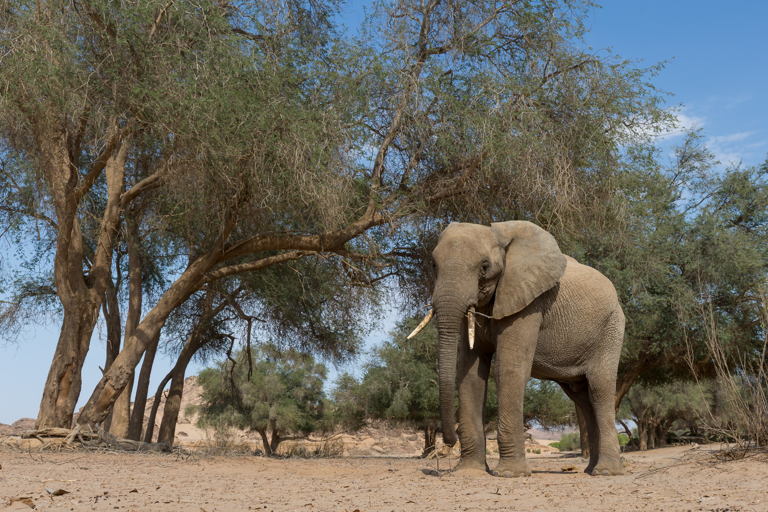 Hoanib, Mega, Namibia