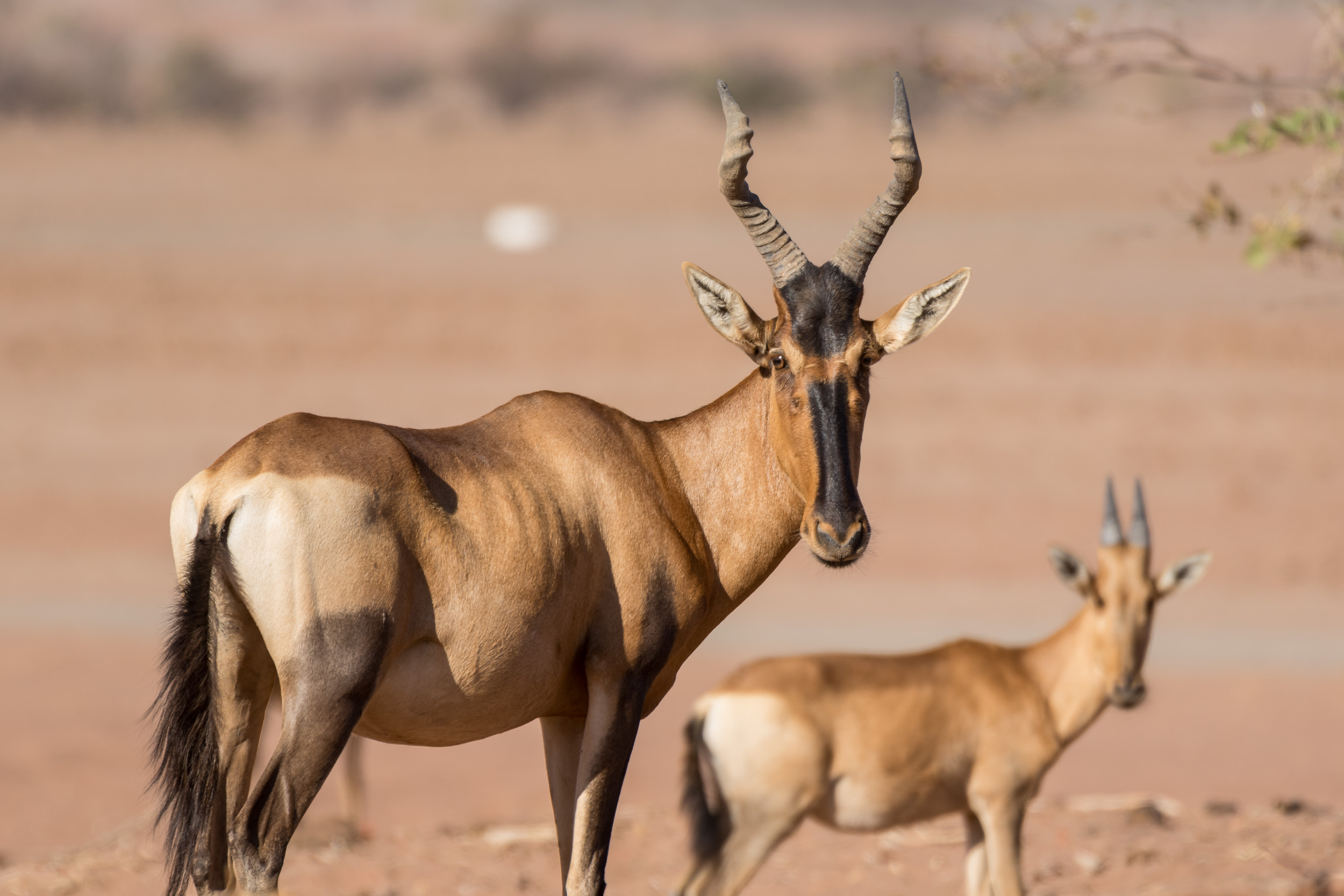 Huab, Mega, Namibia