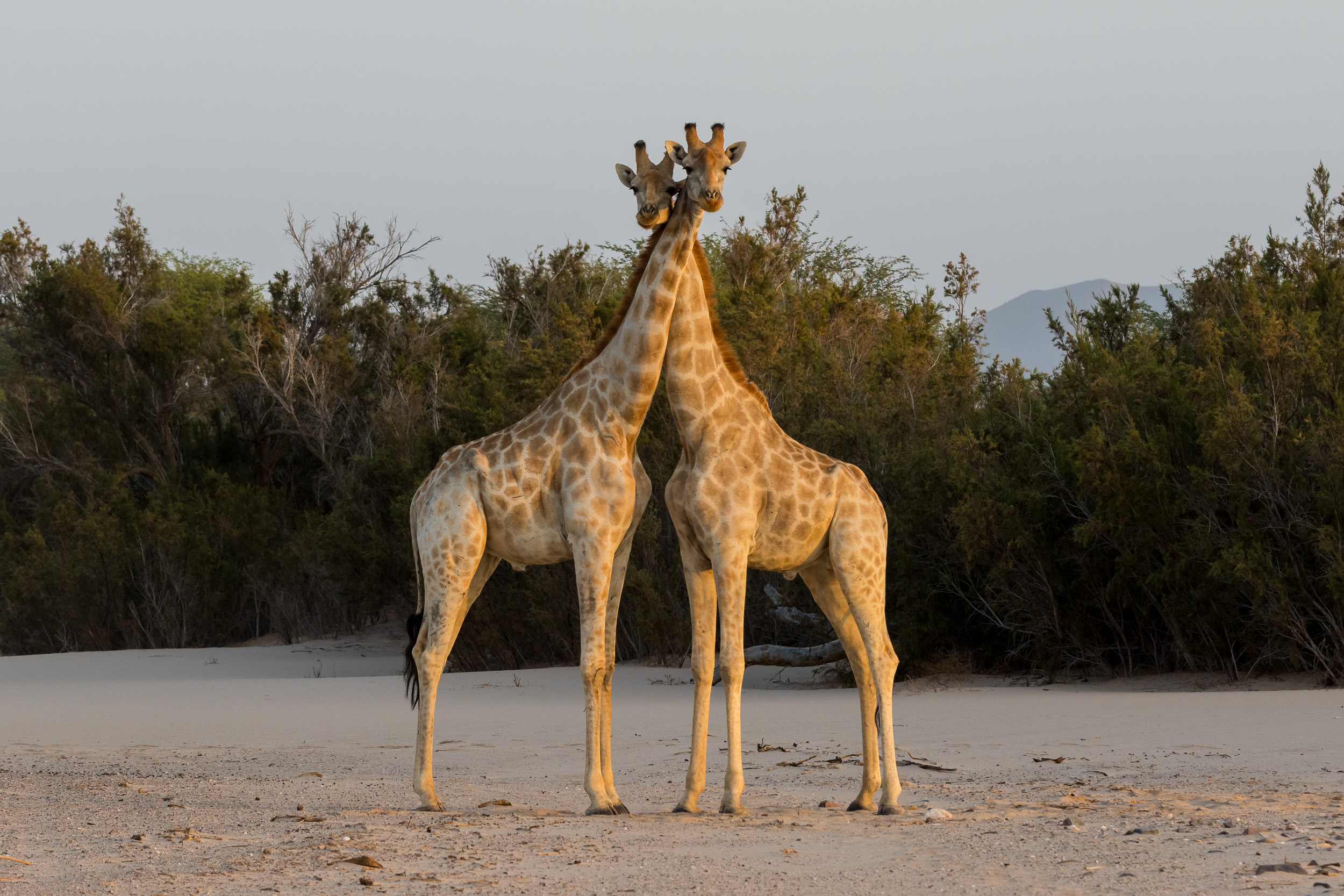 Mega, Namibia, Puros