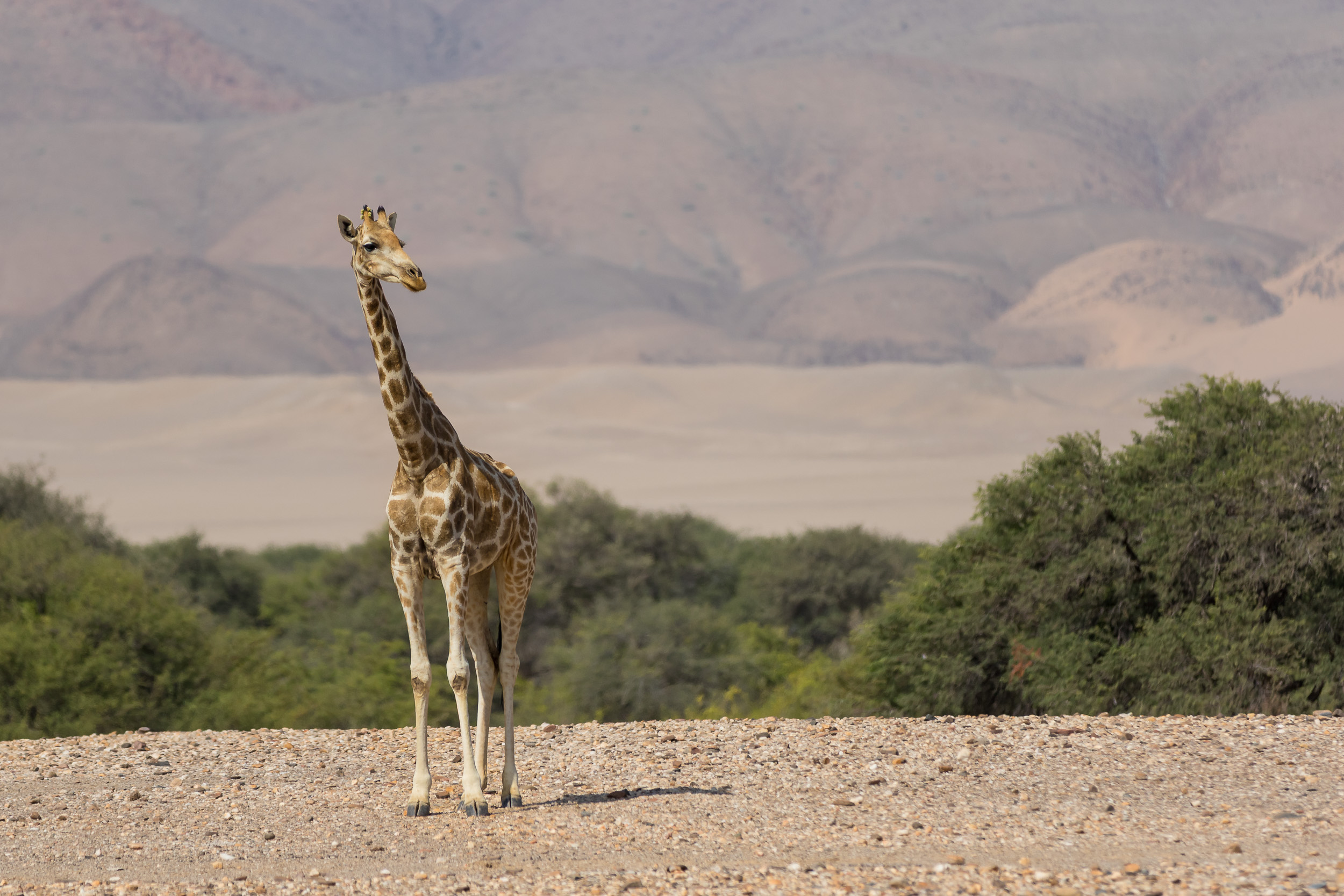 Mega, Namibia, Puros