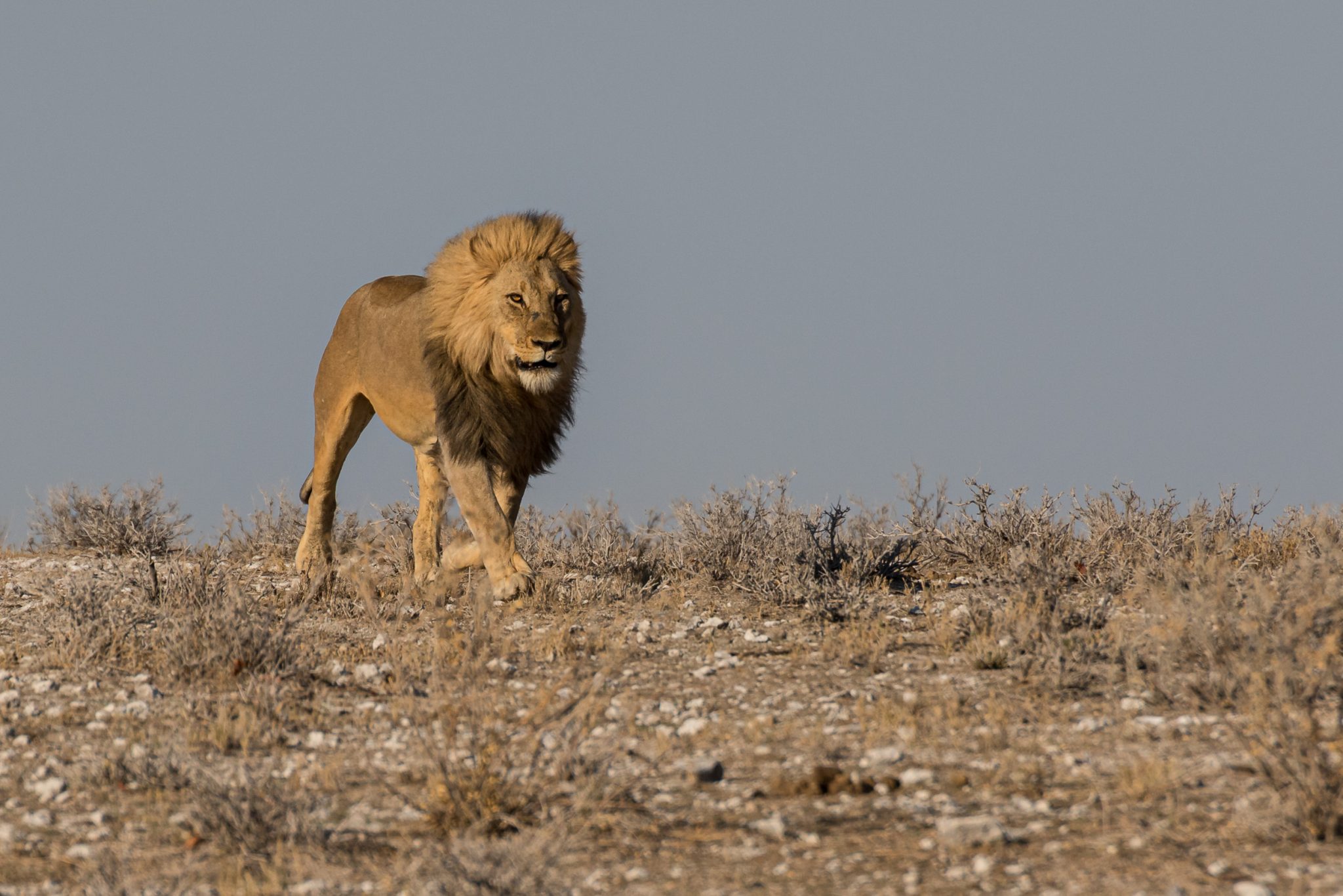 Etosha, Mega, Namibia
