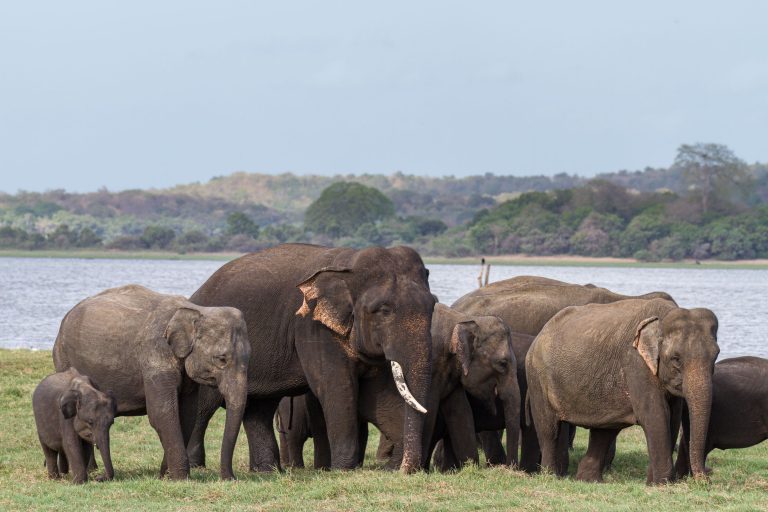 Animals, Elephant, Minneriya National Park, Sri Lanka, Wildlife