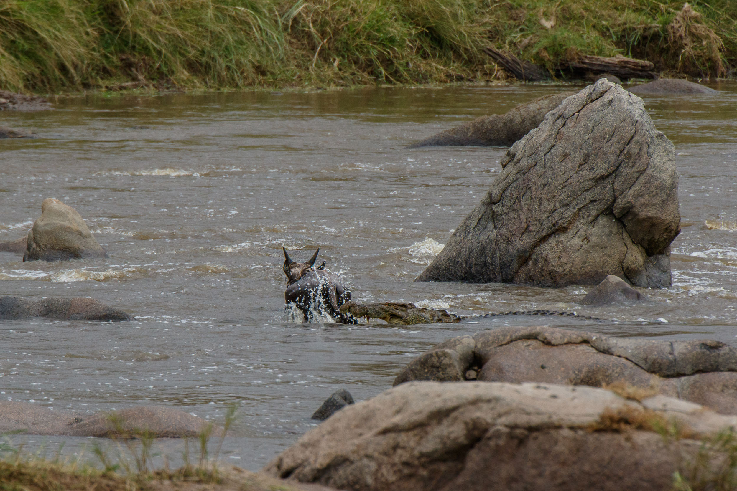 Highlights, Serengeti Mara, Serengeti National Park, Tanzania, mara, migration