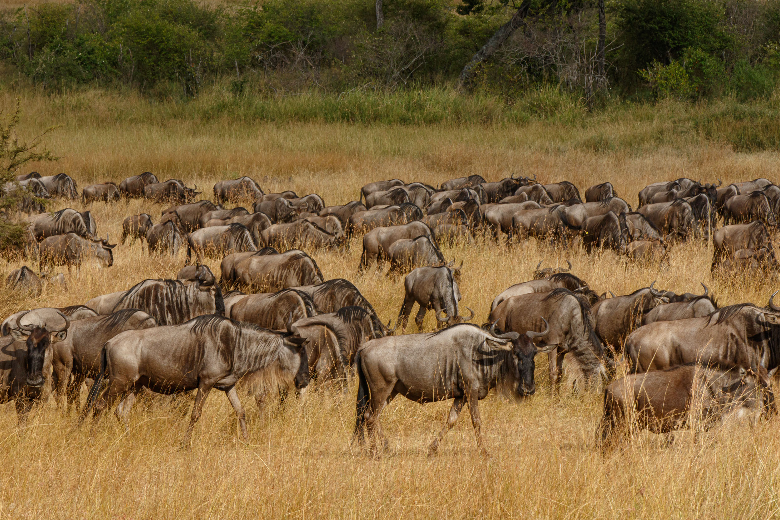 Highlights, Serengeti Mara, Serengeti National Park, Tanzania, mara, migration