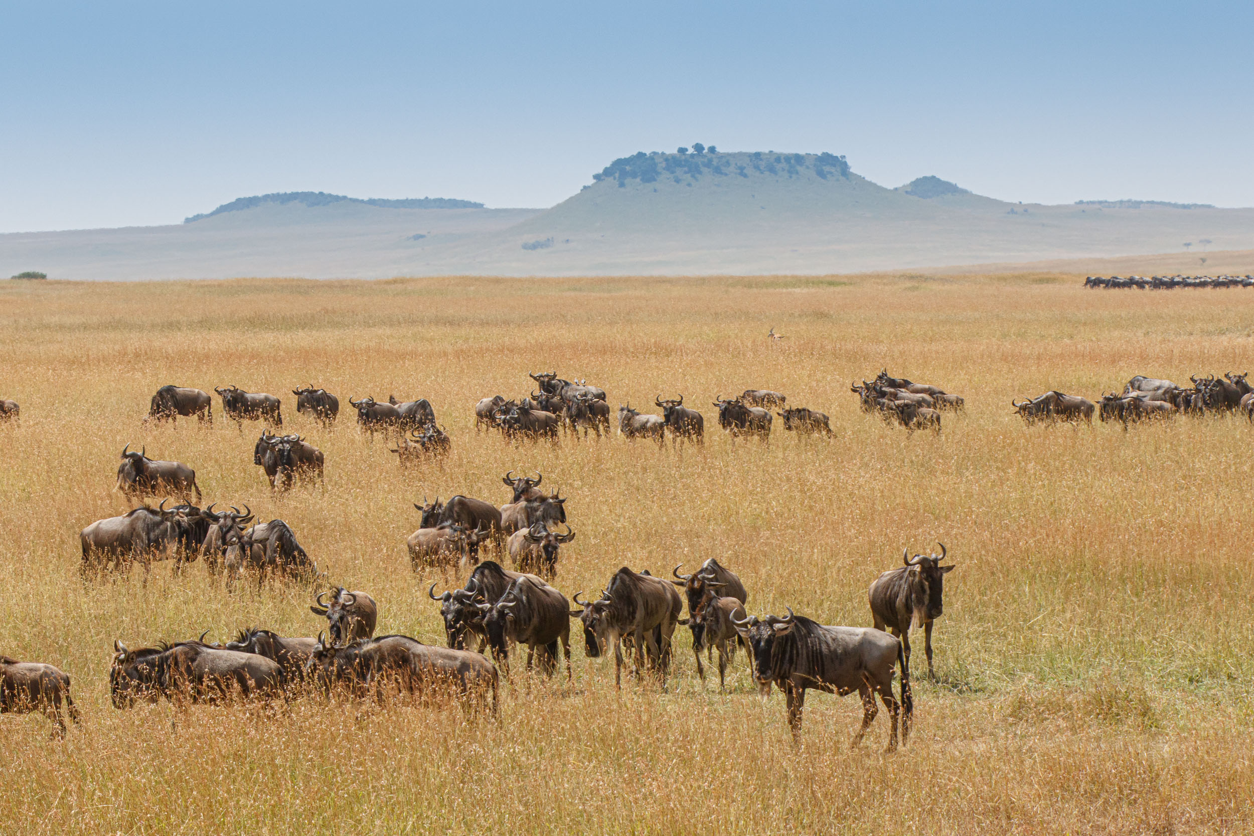 Highlights, Serengeti Mara, Serengeti National Park, Tanzania, mara, migration