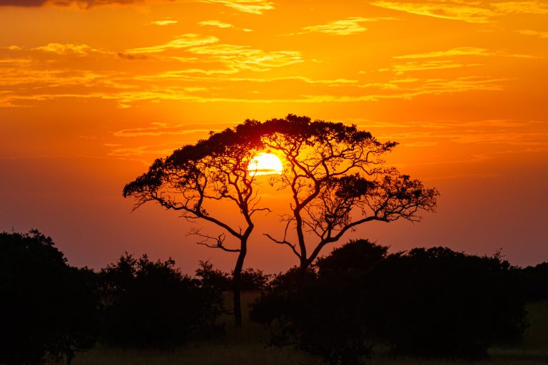 Highlights, Serengeti Mara, Serengeti National Park, Tanzania, mara