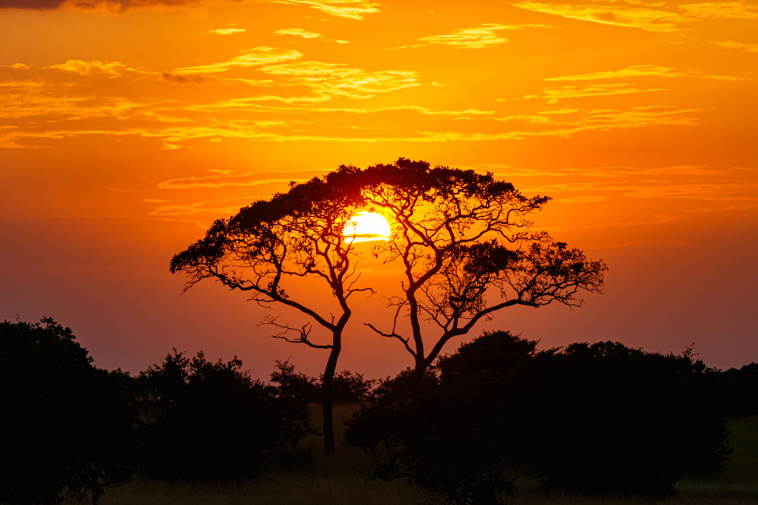 Highlights, Serengeti Mara, Serengeti National Park, Tanzania, mara