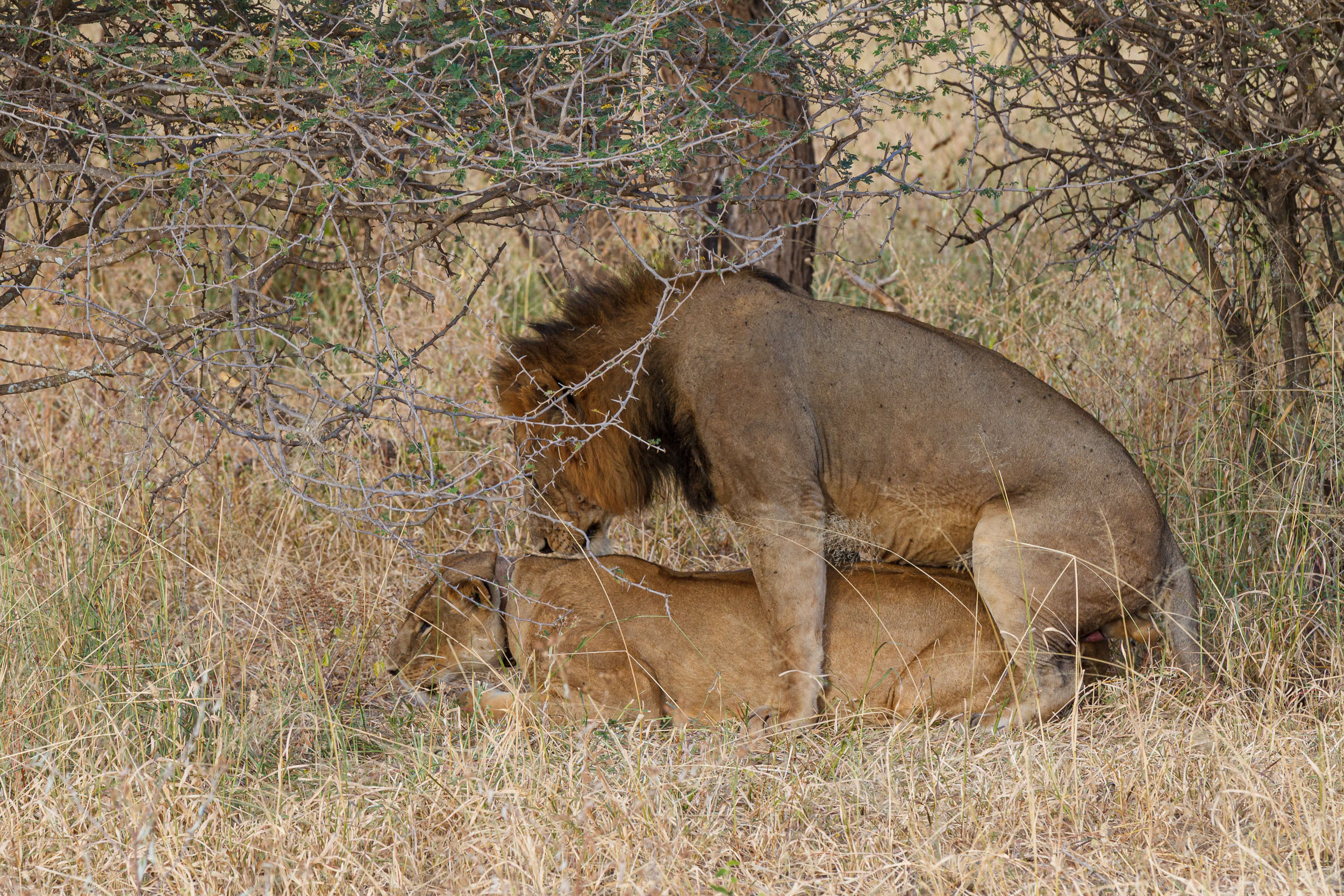 Lion, Tanzania, Tarangire National Park