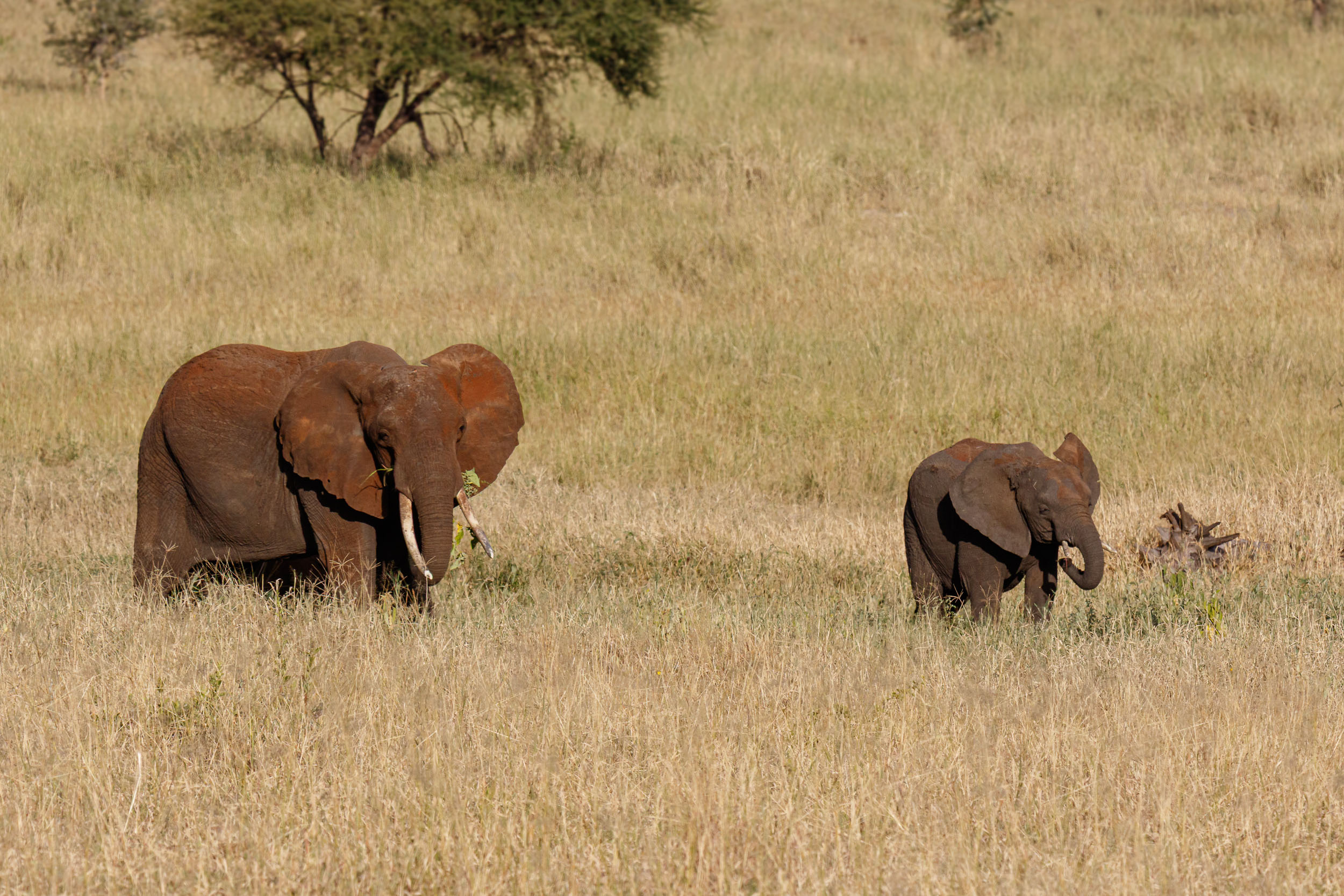 Animals, Elephant, Tanzania, Tarangire National Park