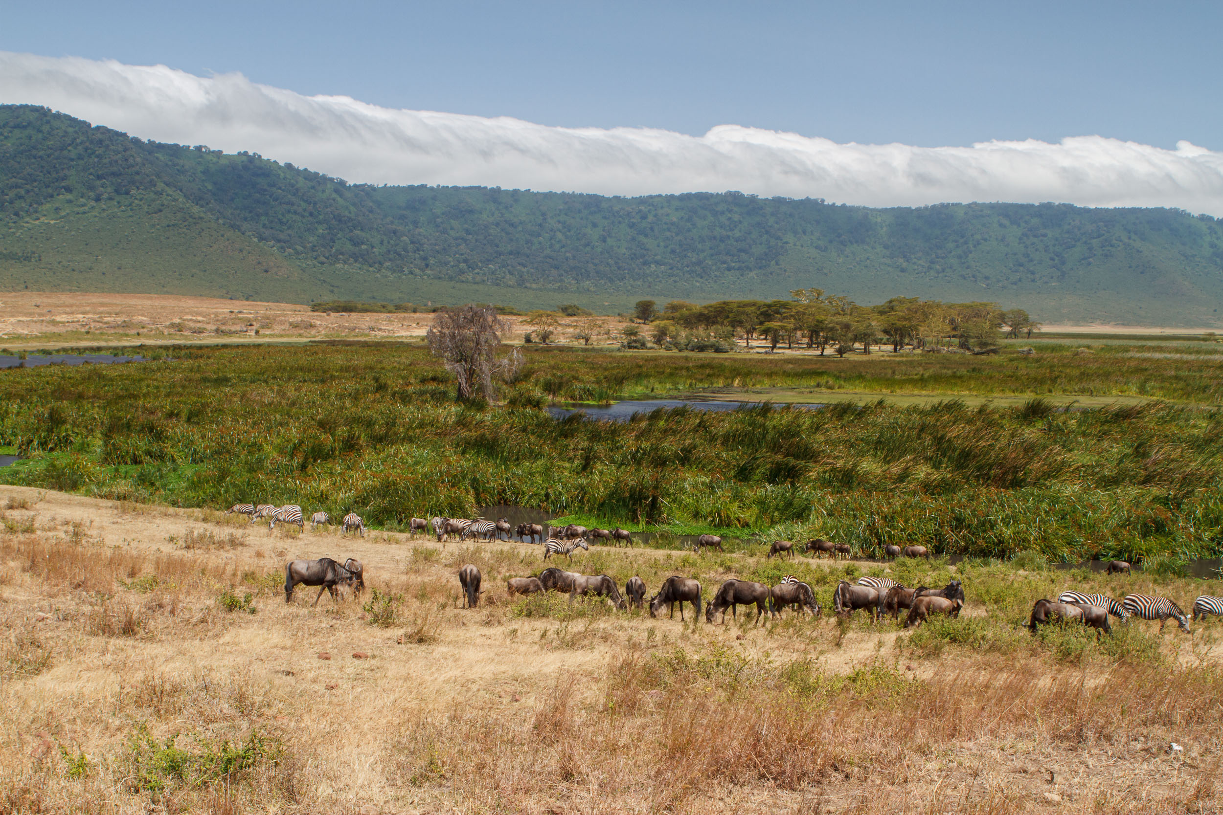 Crater, Ngorongoro Conservation Area, Tanzania