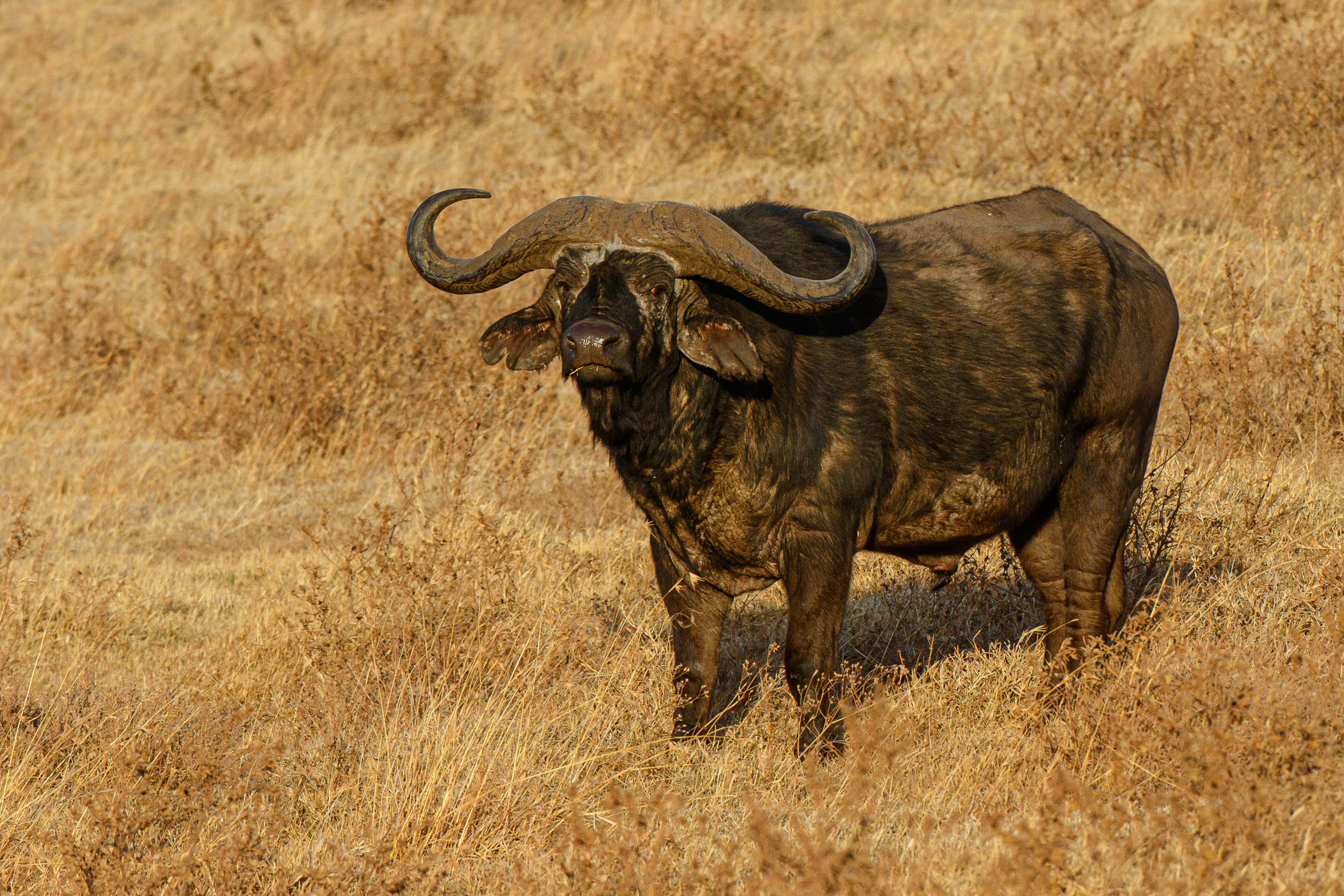 Buffalo, Crater, Ngorongoro Conservation Area, Tanzania