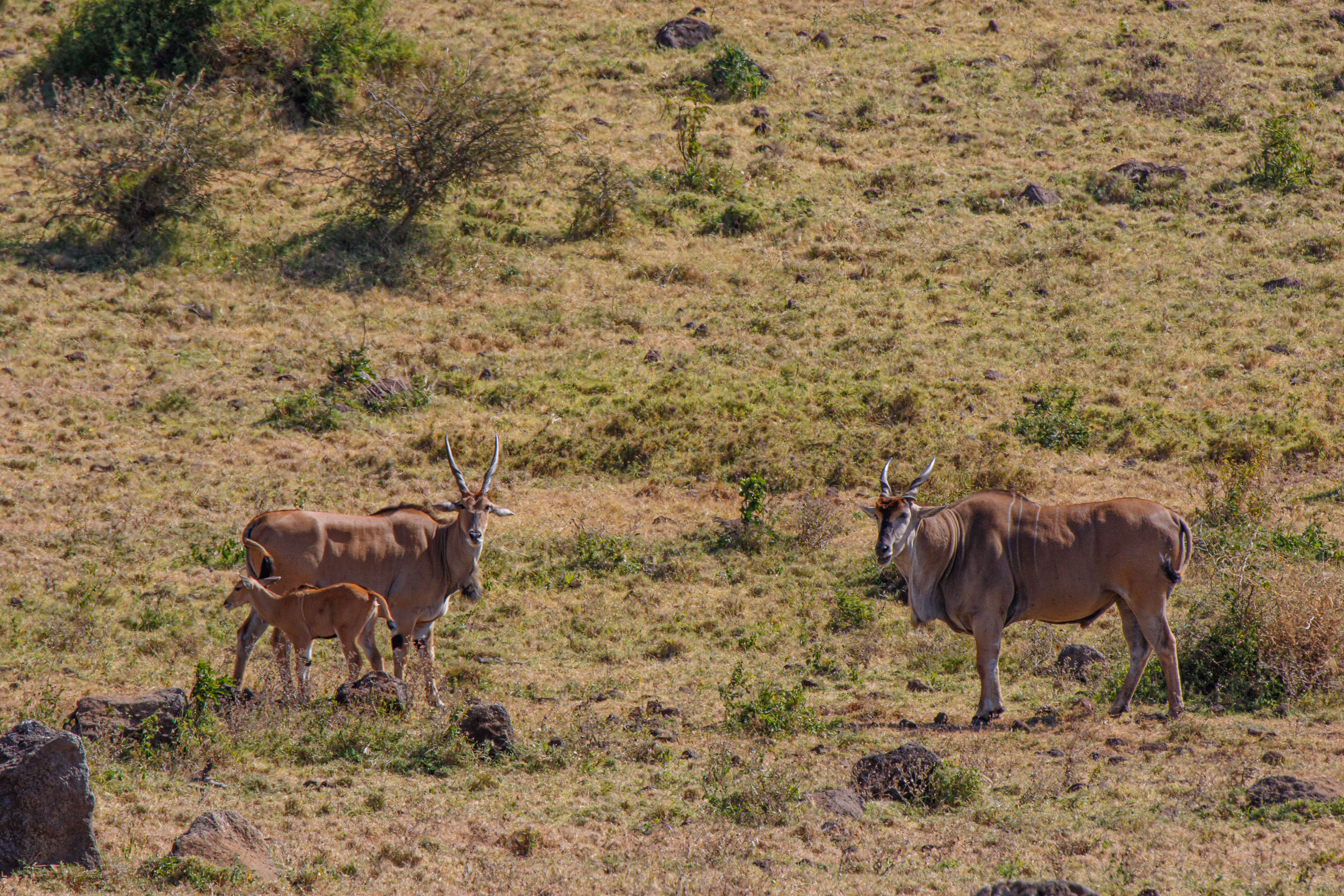 Crater, Eland, Ngorongoro Conservation Area, Tanzania