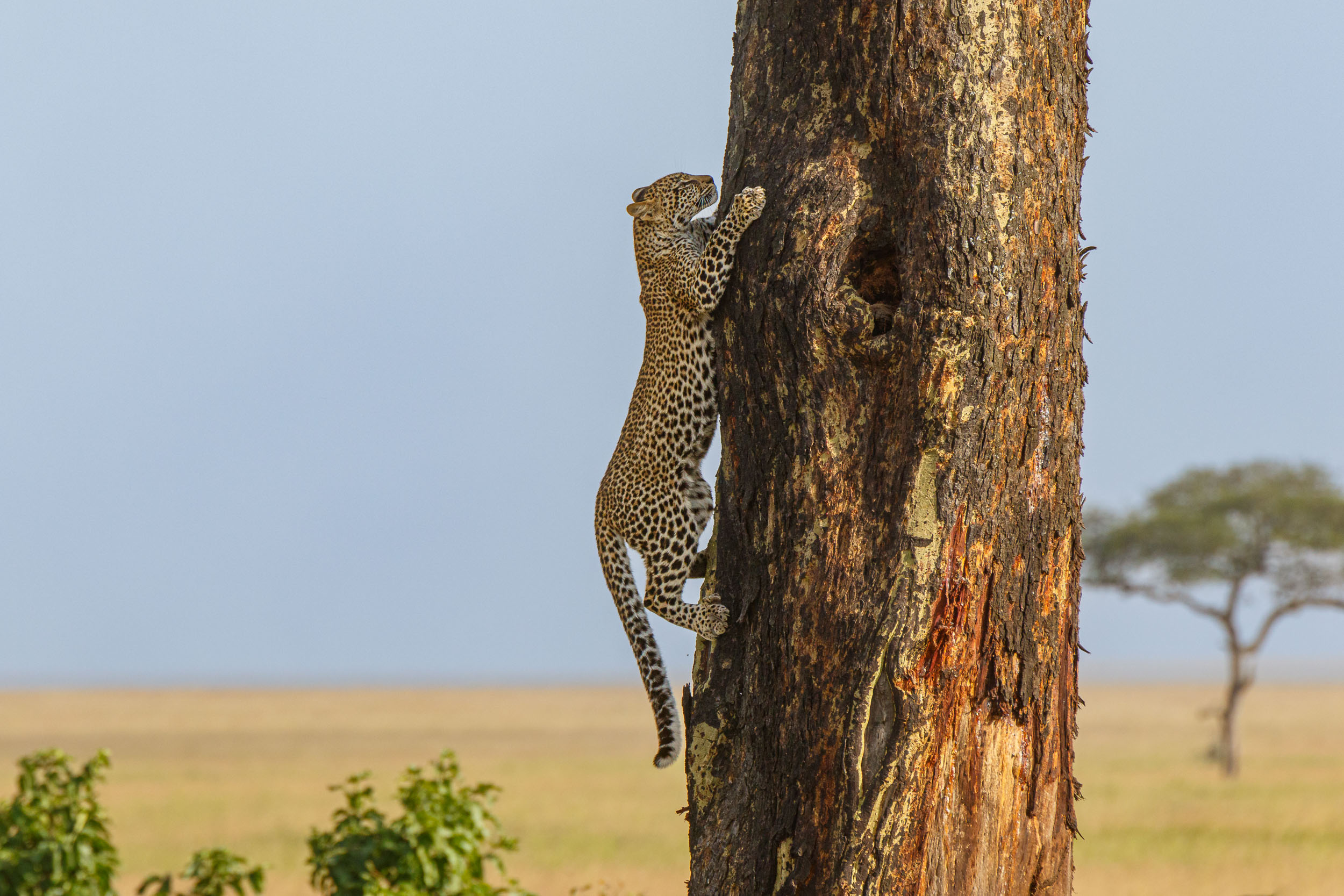 Animals, Highlights, Leopard, Serengeti National Park, Seronera, Tanzania