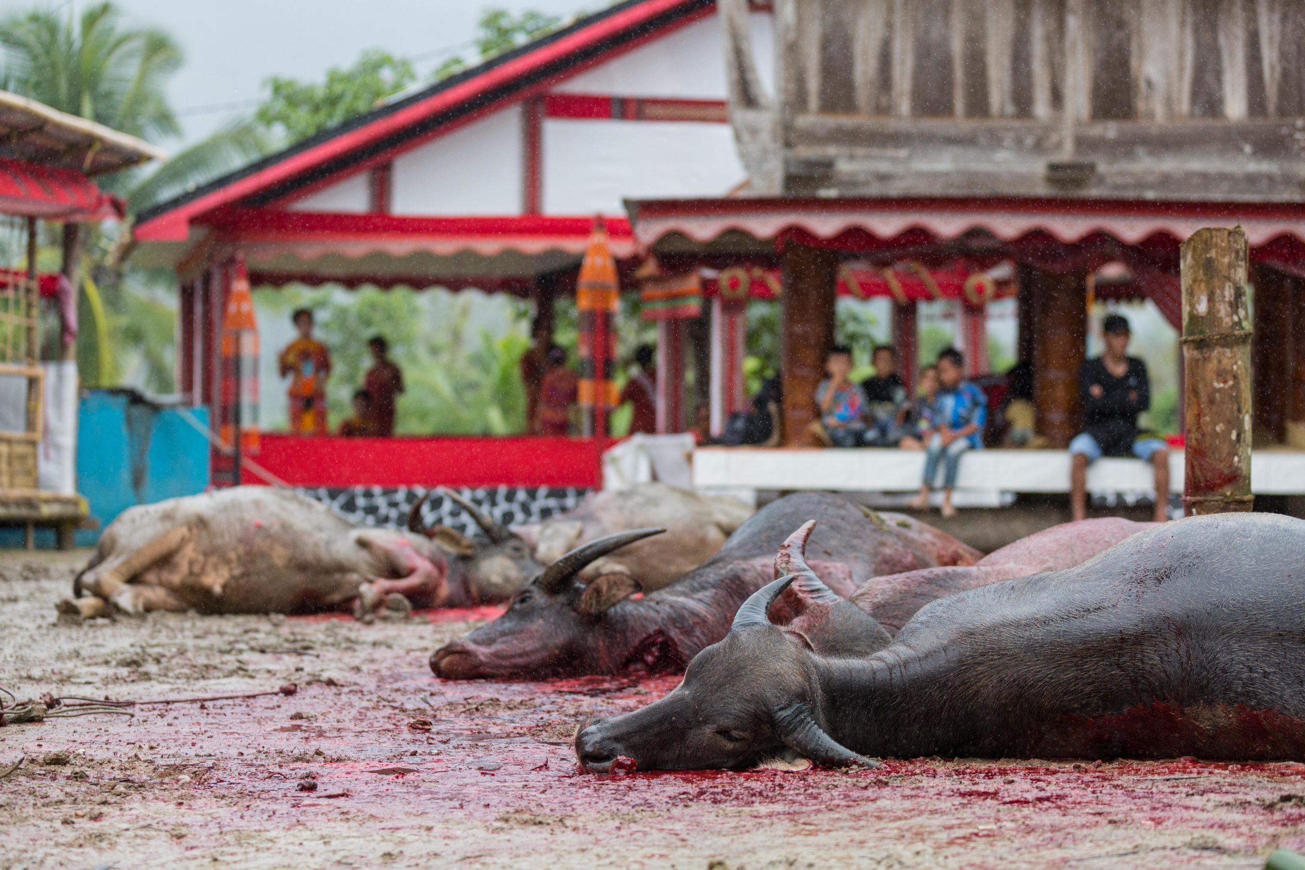 rambu solo funeral tana toraja