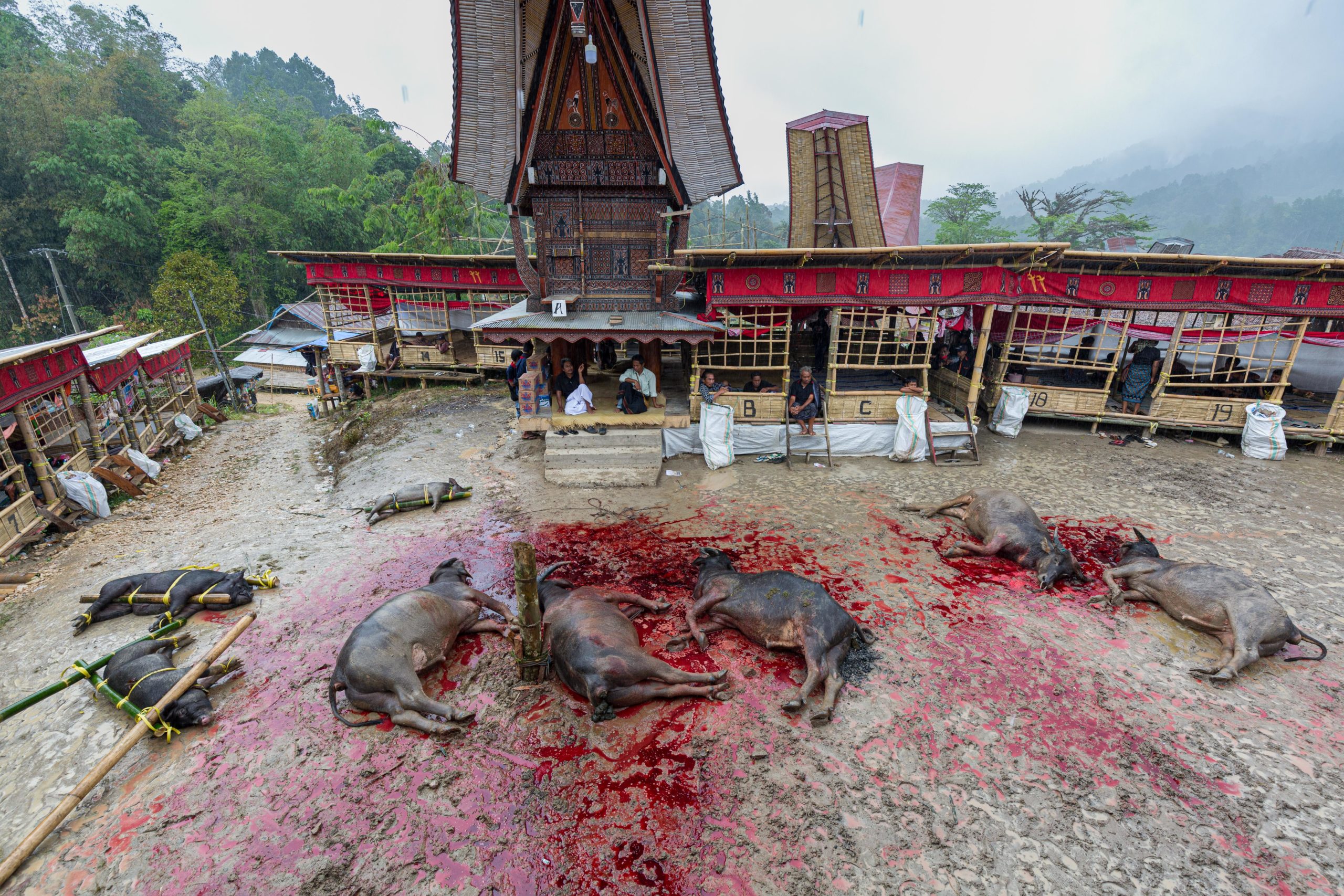 rambu solo funeral tana toraja sulawesi