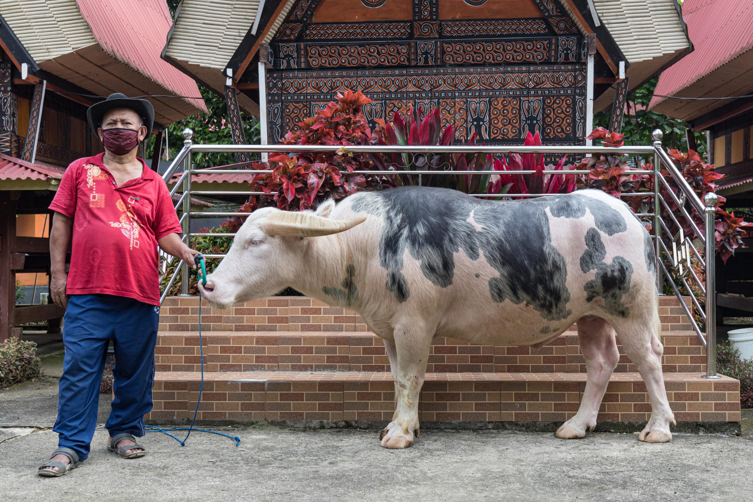 albina buffalo tana toraja sulawesi indonesia