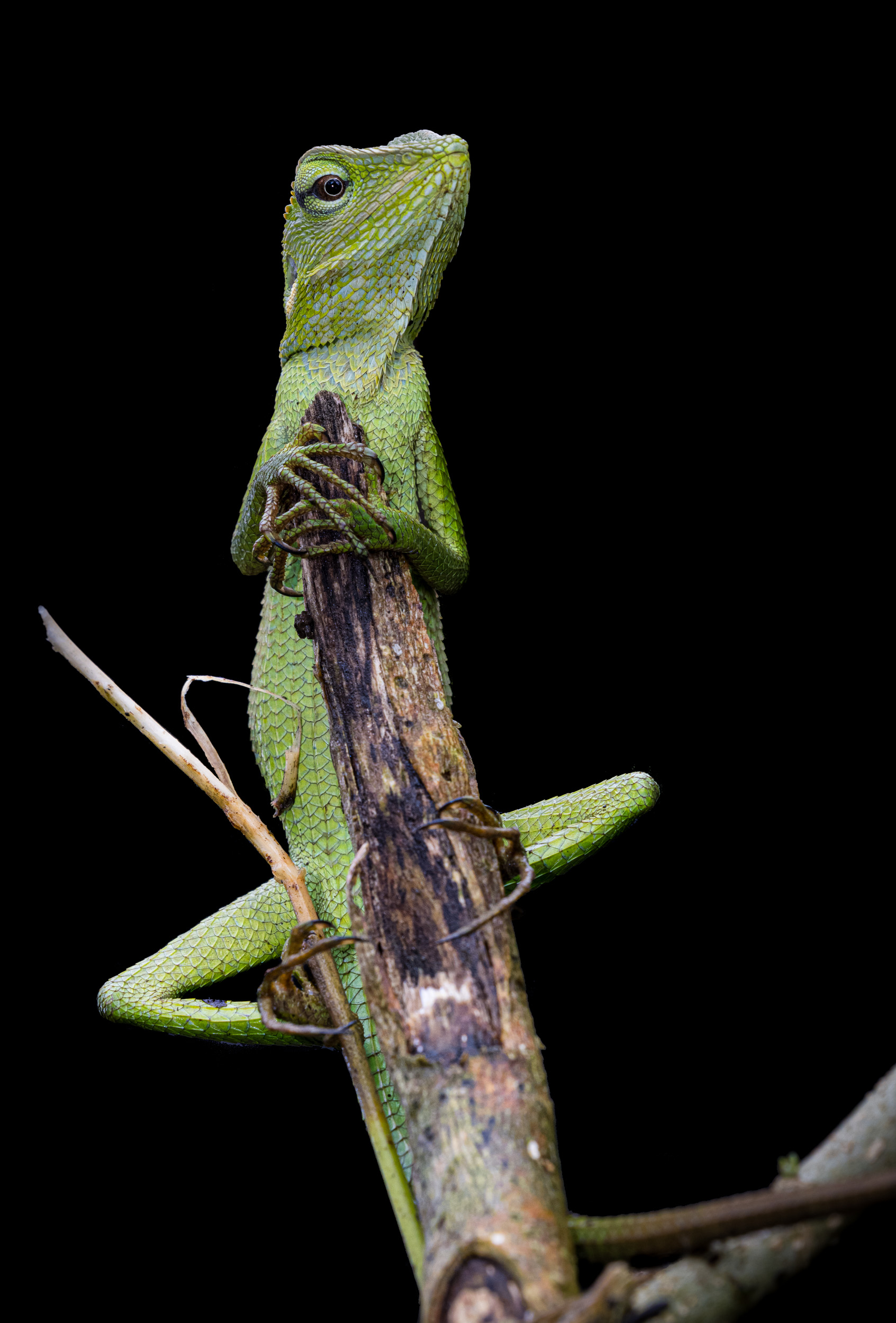 Bali, Collection, Green Crested Lizard, Highlights, Indonesia, Sanda, Wildlife, website