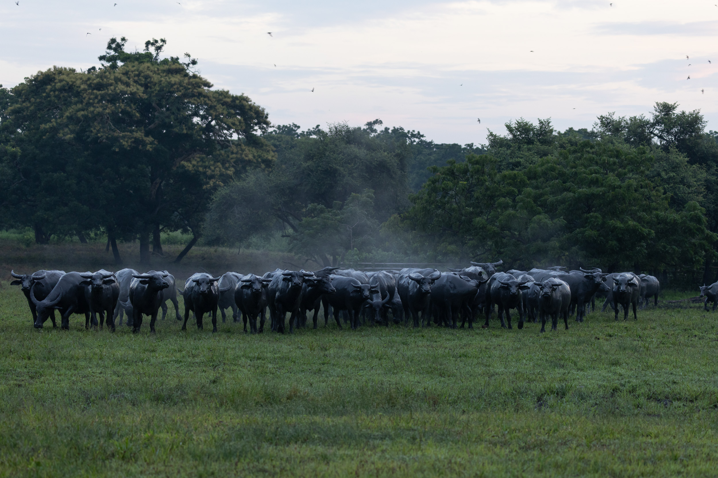 Baluran, Baluran National Park, Indonesia, Java, Nature, Wildlife