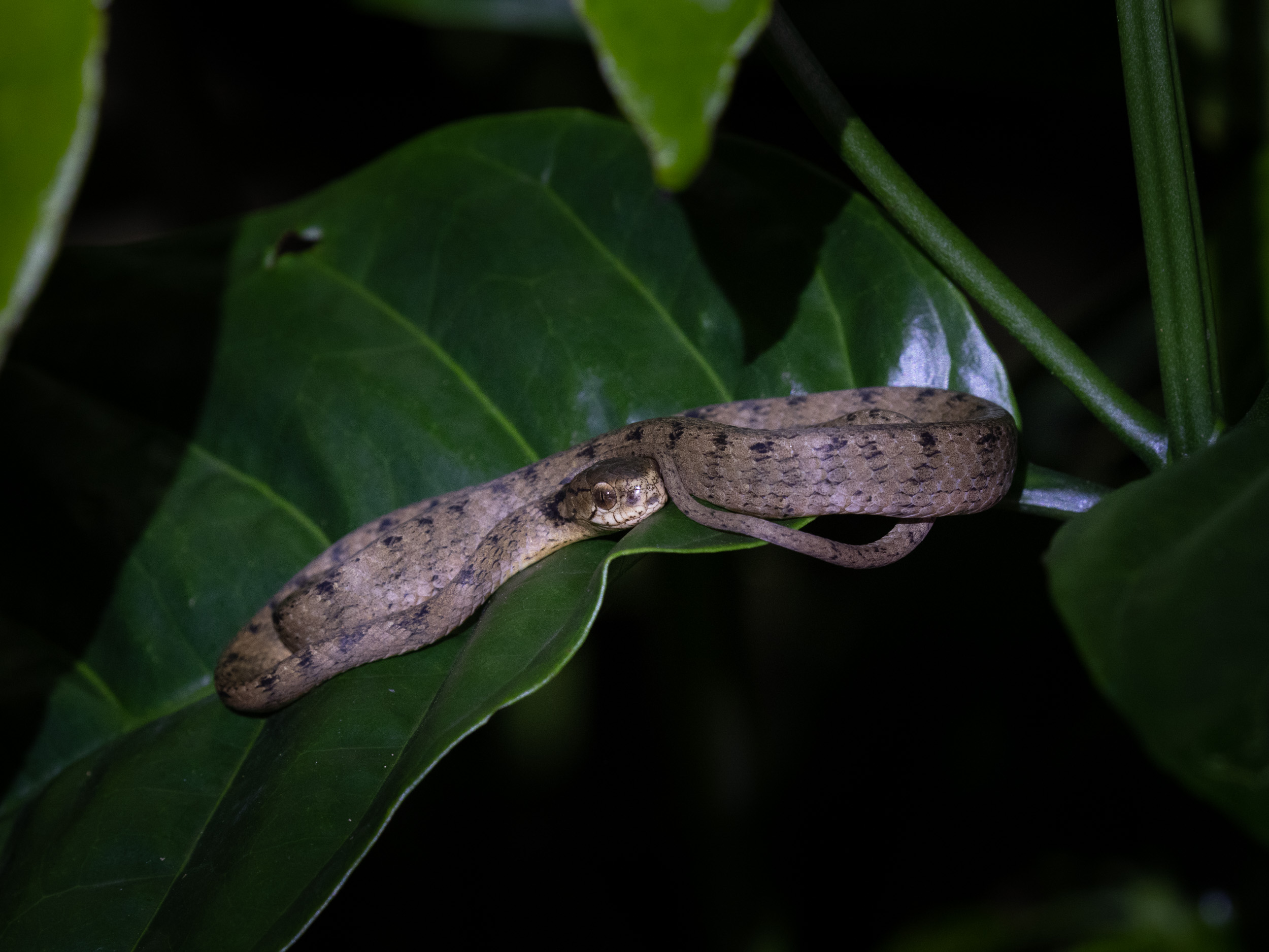 Bali, Indonesia, Keeled Slug-Eating Snake, Sanda, Wildlife, snake