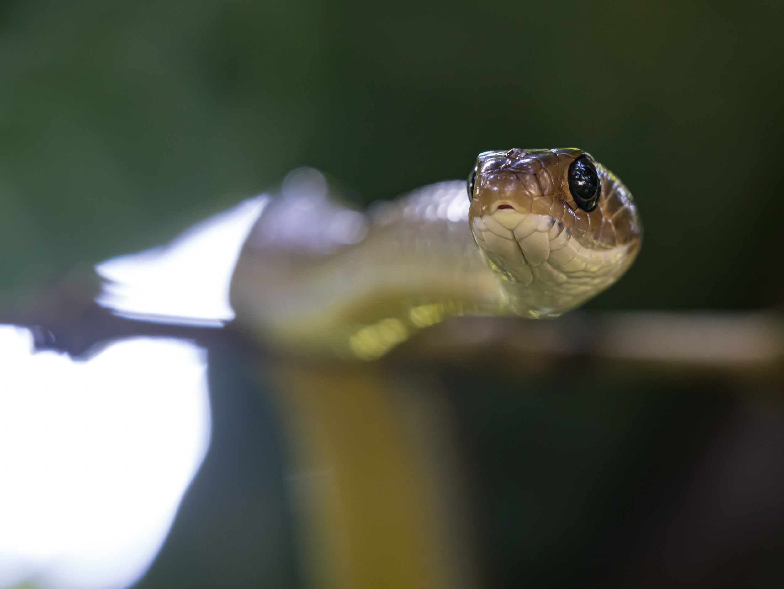 Bali, Collection, Highlights, Indonesia, Rat Snake, Sanda, Wildlife, website