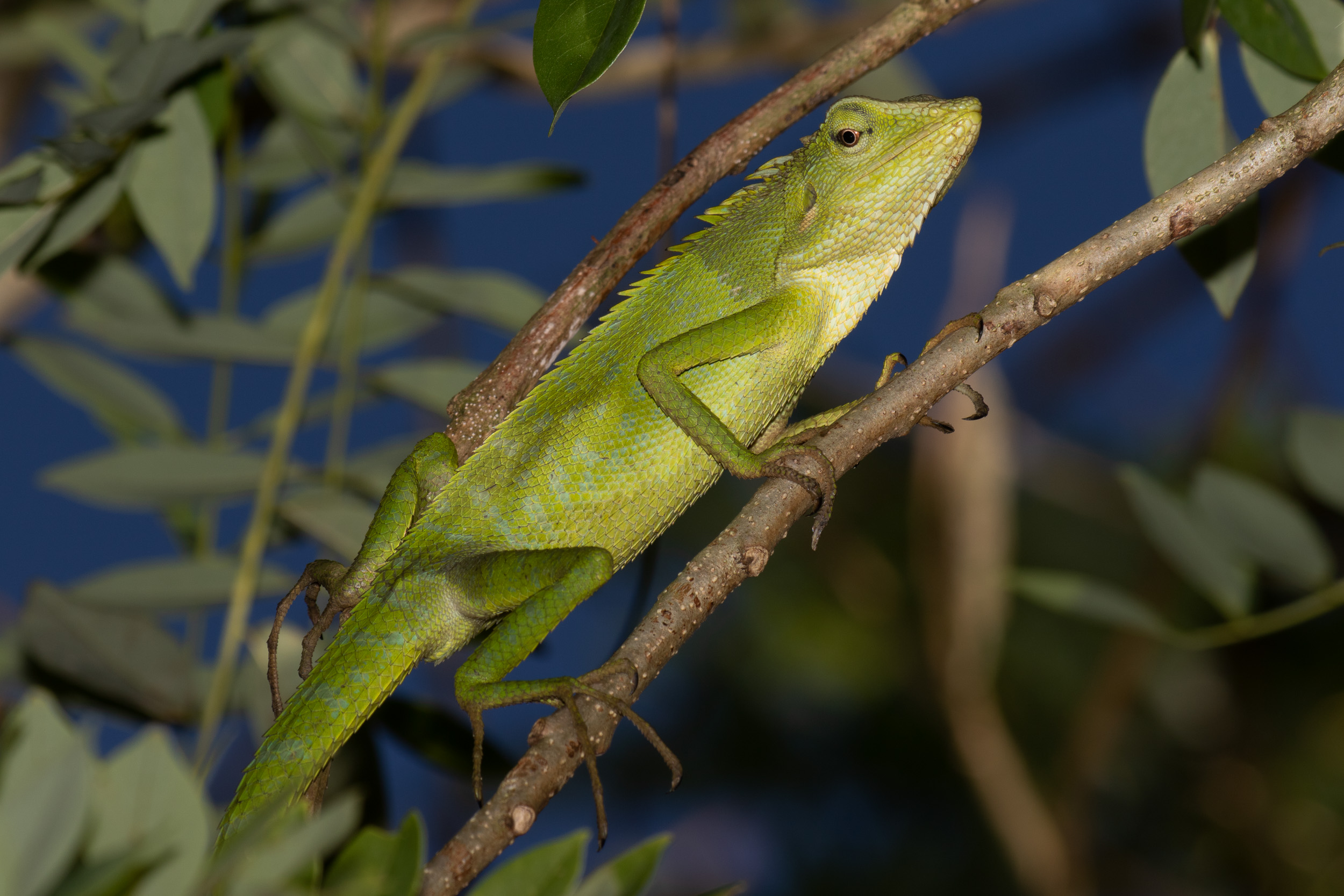 Bali, Collection, Green Crested Lizard, Indonesia, Sanda, Wildlife