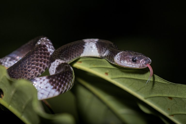 Bali, Banded Wolf Snake, Collection, Indonesia, Sanda, Wildlife, snake