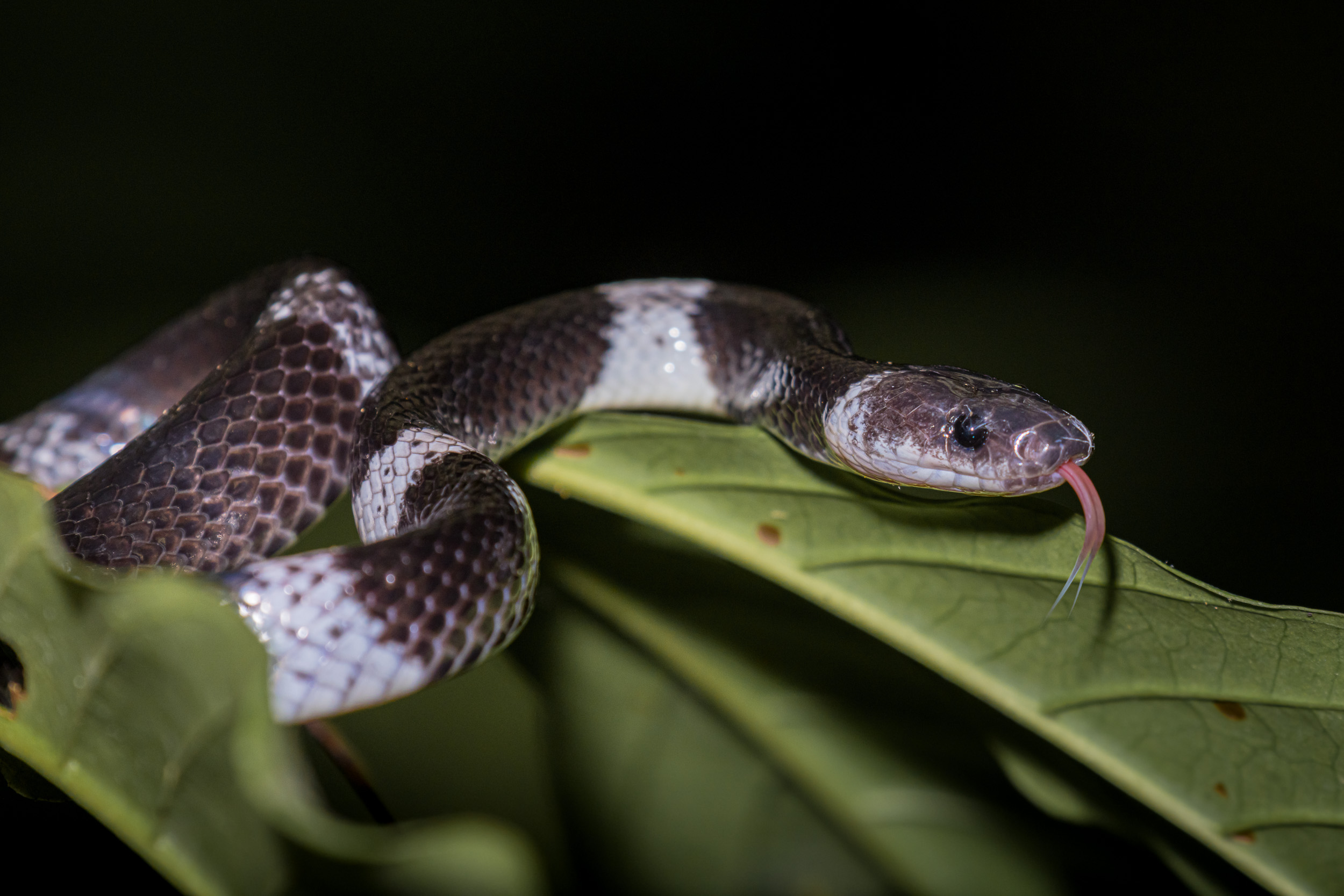 Bali, Banded Wolf Snake, Collection, Indonesia, Sanda, Wildlife, snake