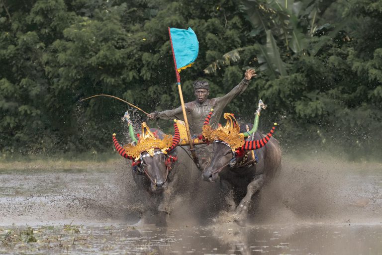 Makepung bull races in Jembrana, West Bali