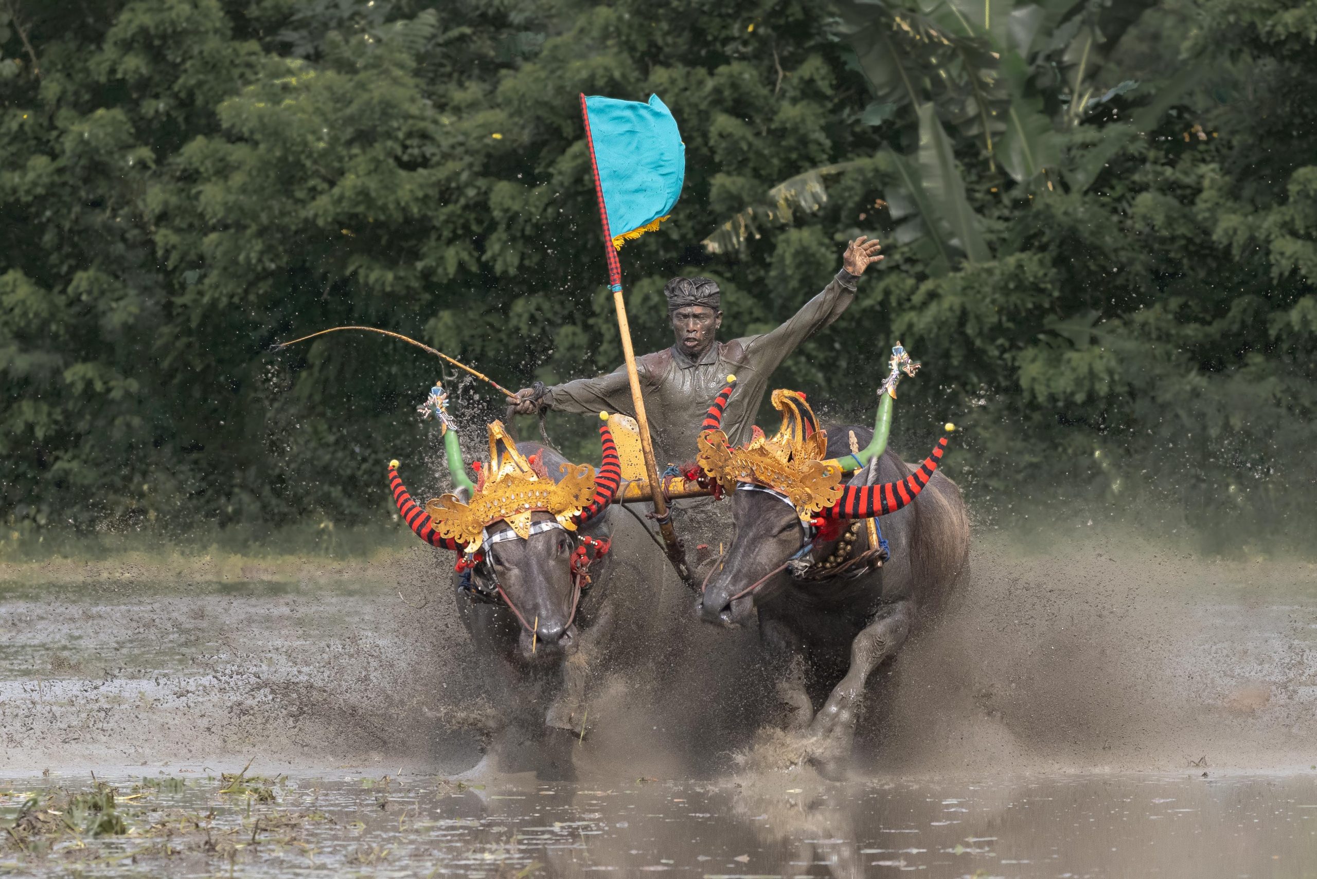 Makepung bull races in Jembrana, West Bali