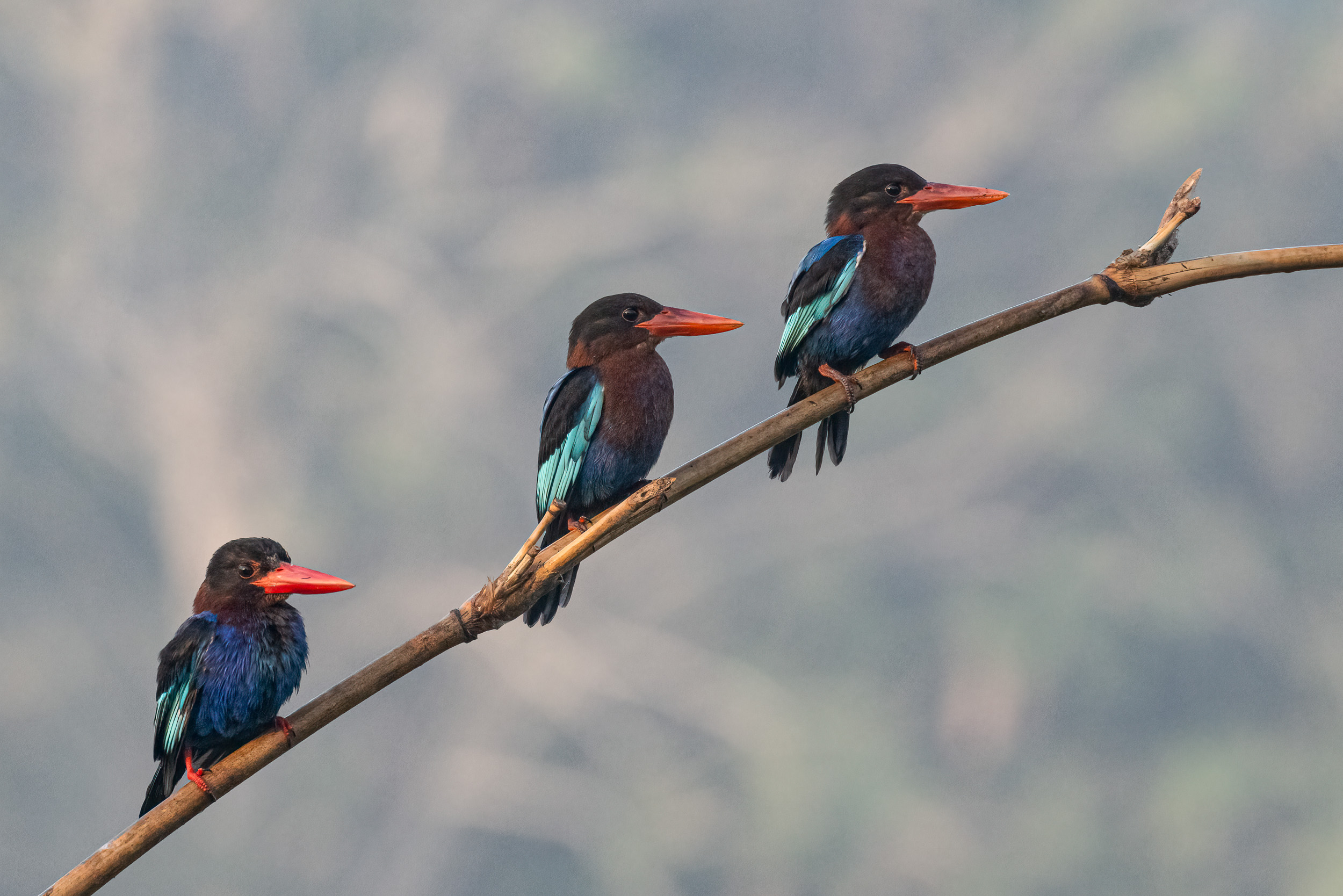 Bali, Bali Barat National Park, Bird, Highlights, Indonesia, Javan Kingfisher, Wildlife