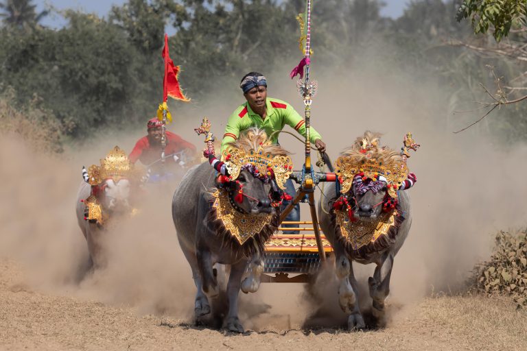 Makepung bull races jembrana Bali