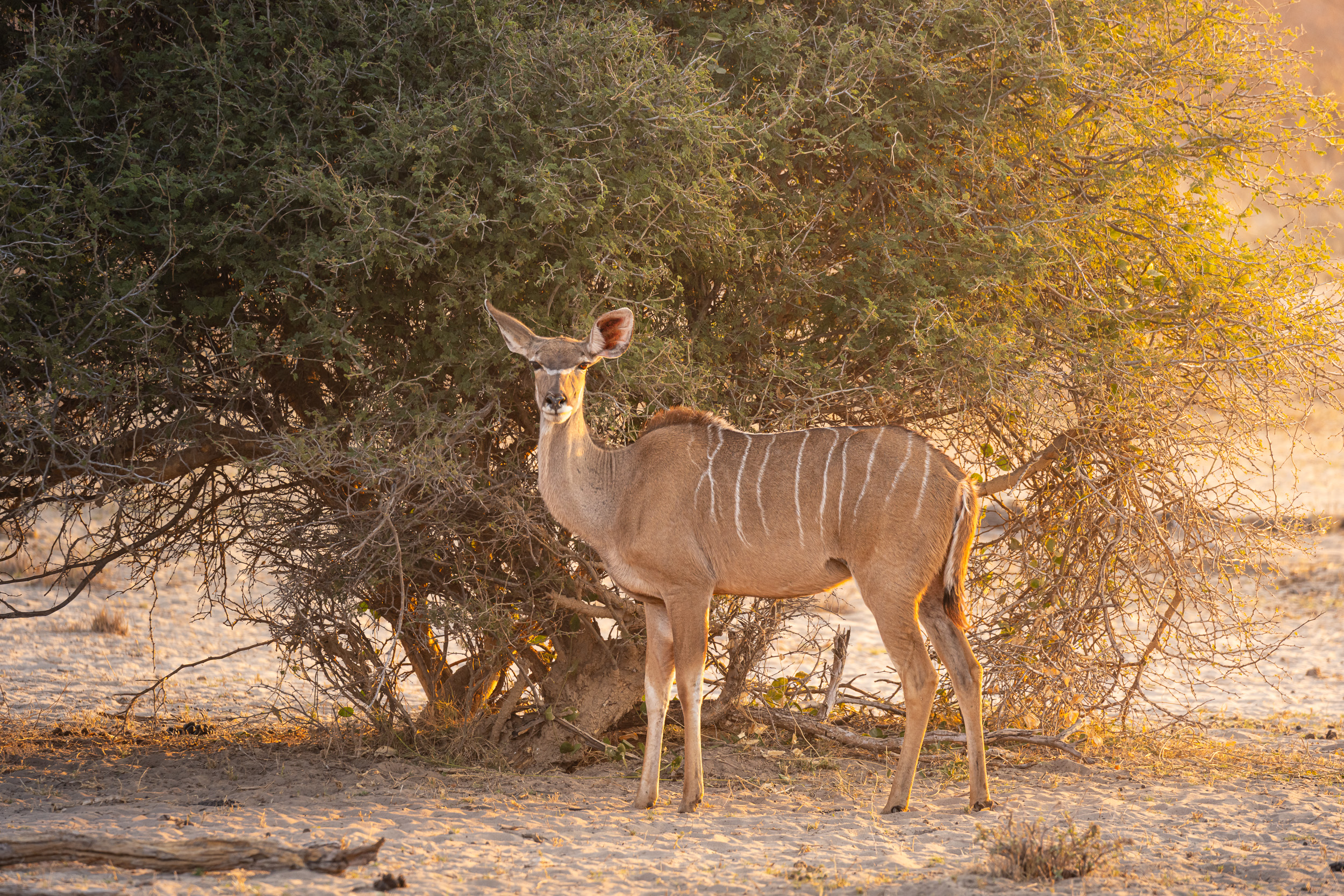 Caprivi, Highlights, Mahango Game Reserve, Namibia, Okavango