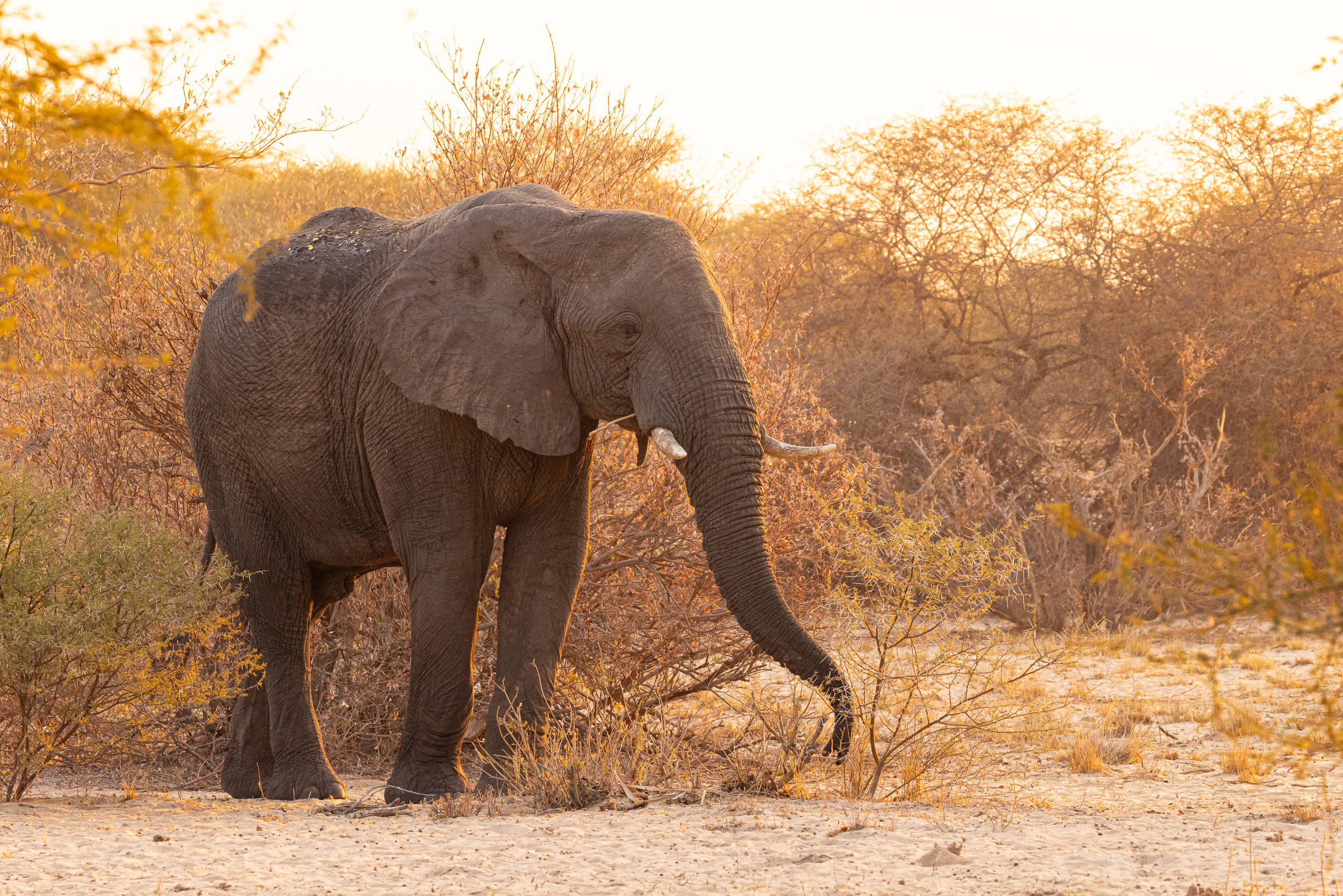 Caprivi, Highlights, Mahango Game Reserve, Namibia, Okavango