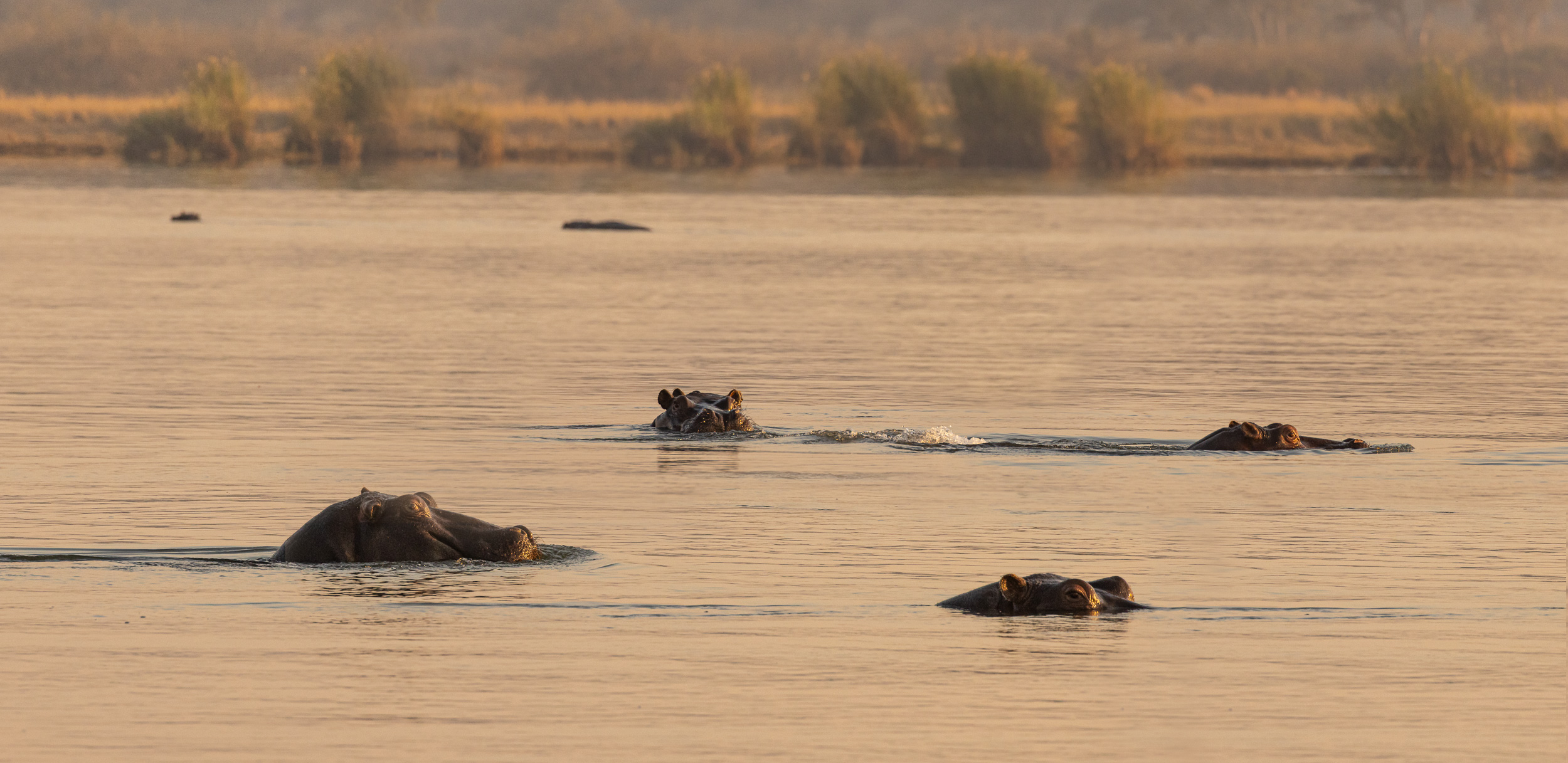 Caprivi, Highlights, Mahango Game Reserve, Namibia, Okavango