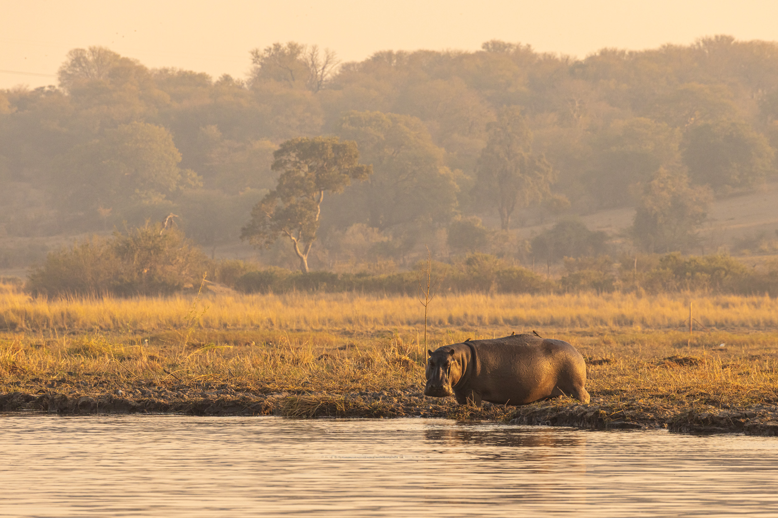 Caprivi, Highlights, Mahango Game Reserve, Namibia, Okavango