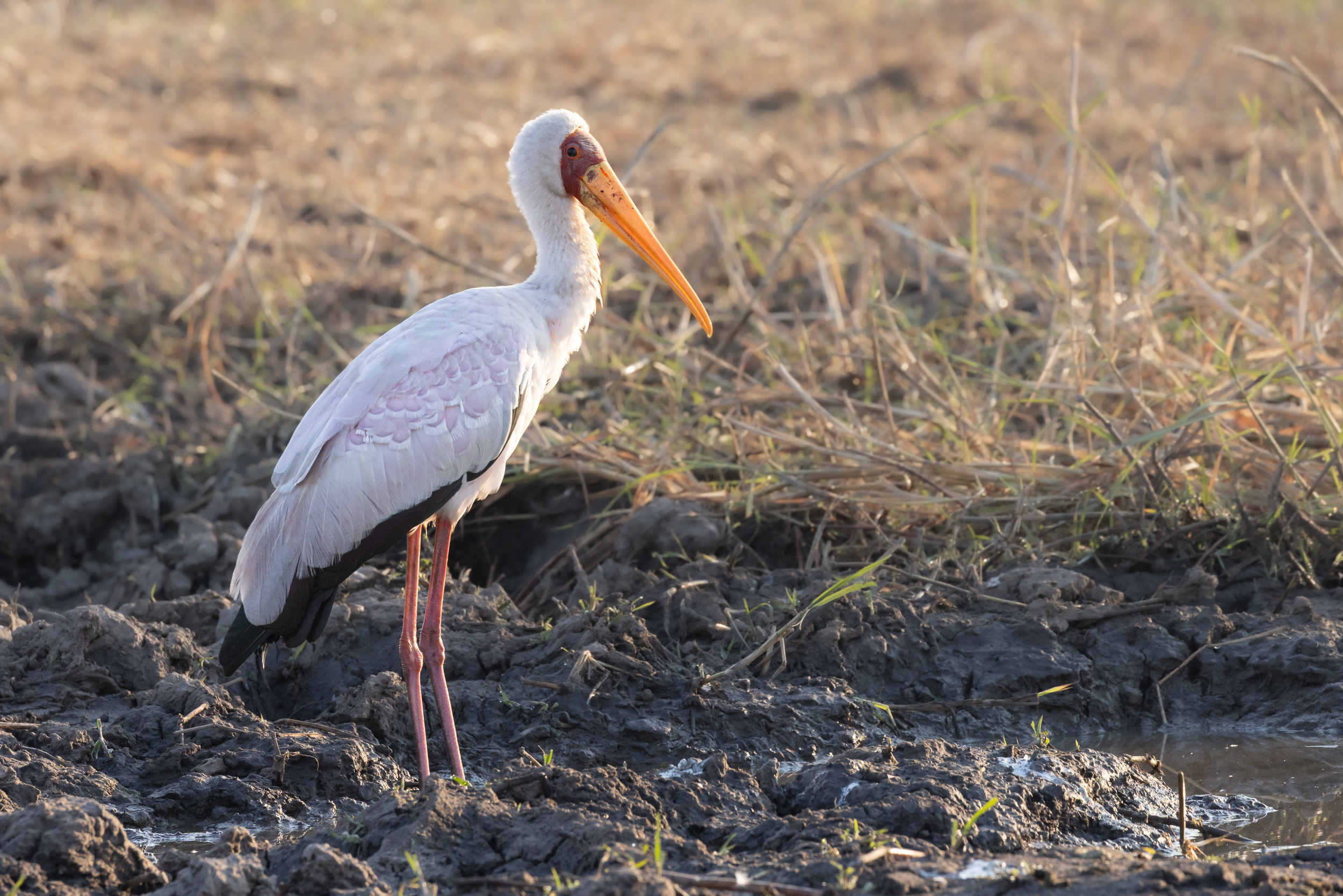 Caprivi, Highlights, Mahango Game Reserve, Namibia, Okavango