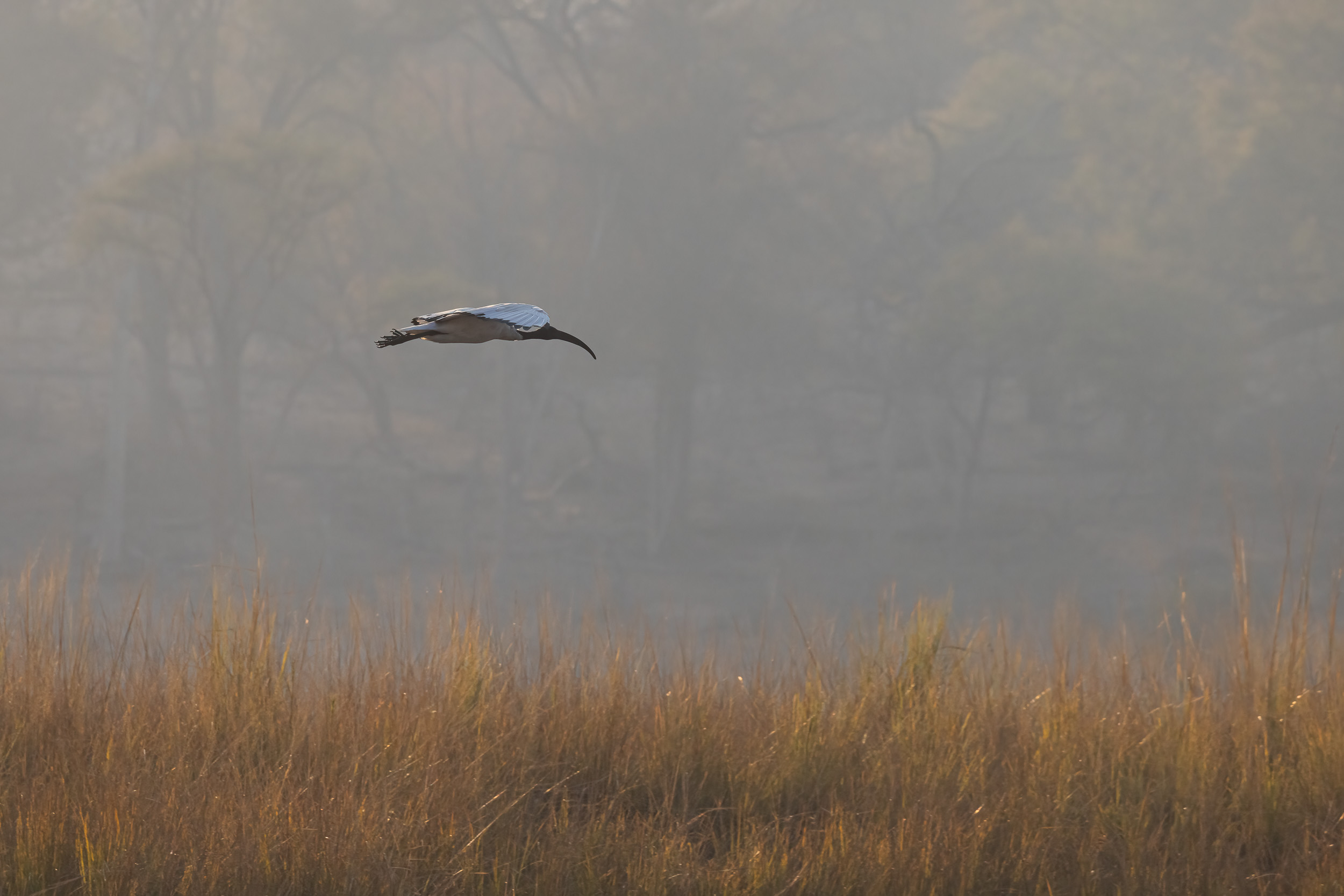 Caprivi, Highlights, Mahango Game Reserve, Namibia, Okavango