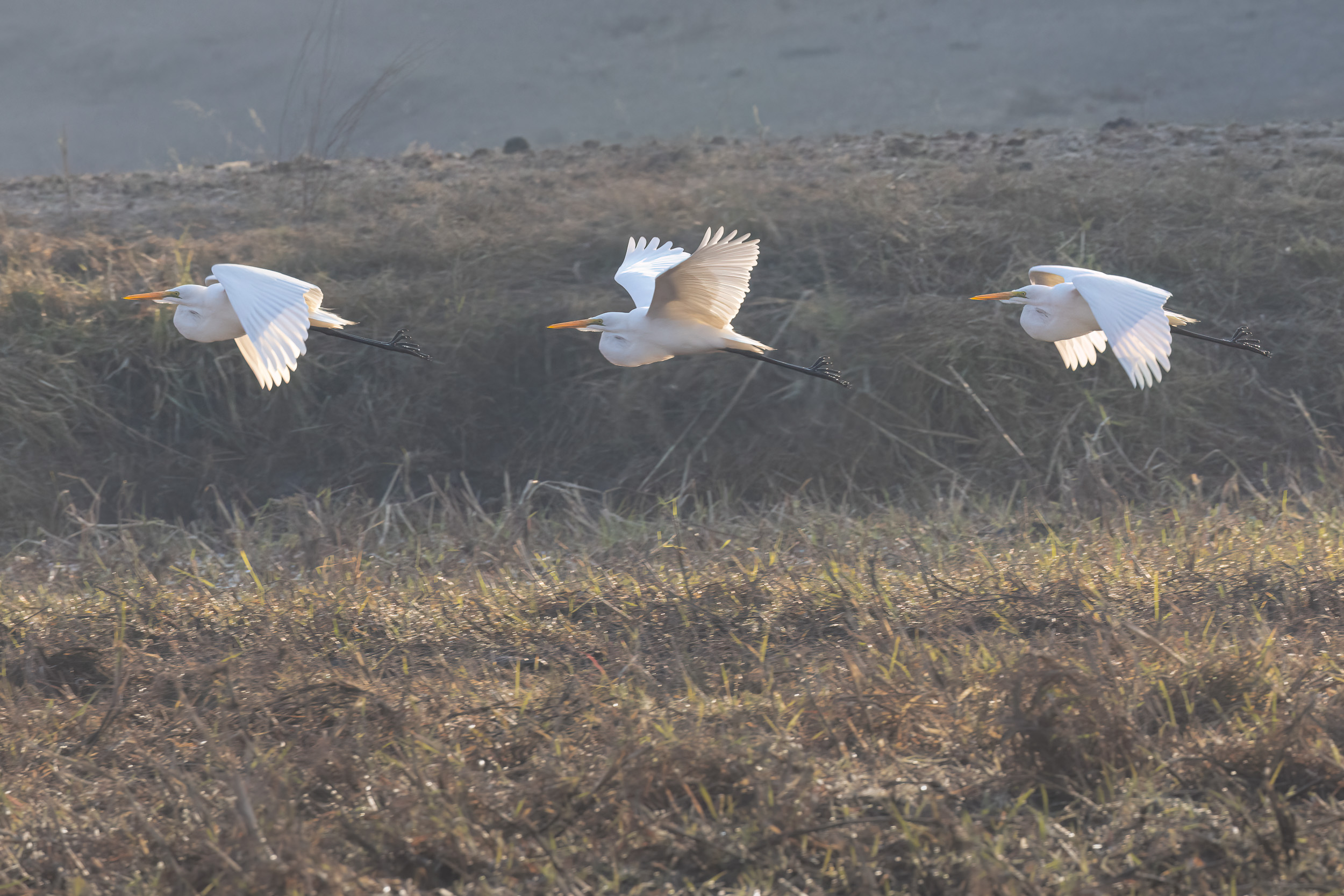 Caprivi, Highlights, Mahango Game Reserve, Namibia, Okavango