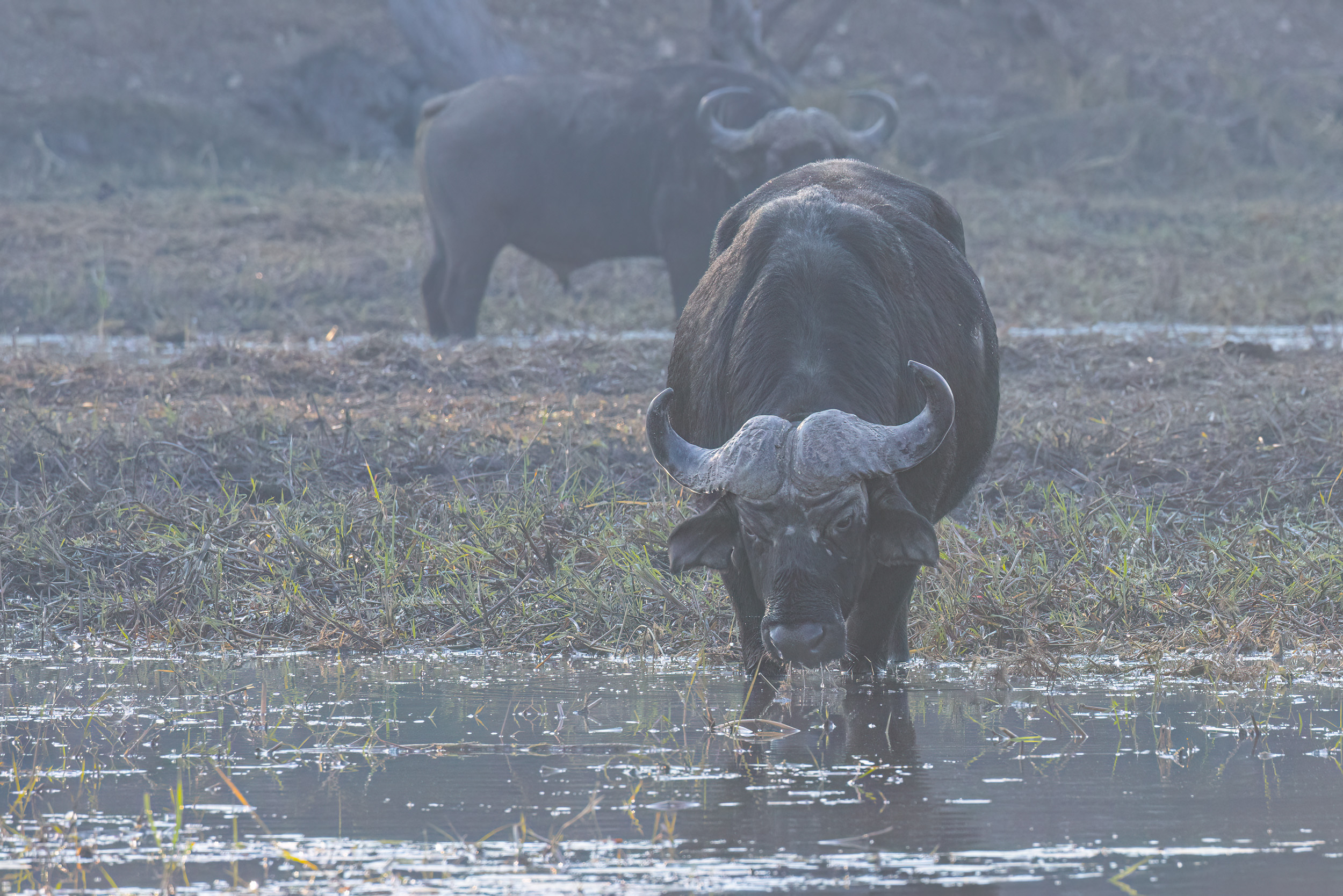Caprivi, Highlights, Mahango Game Reserve, Namibia, Okavango