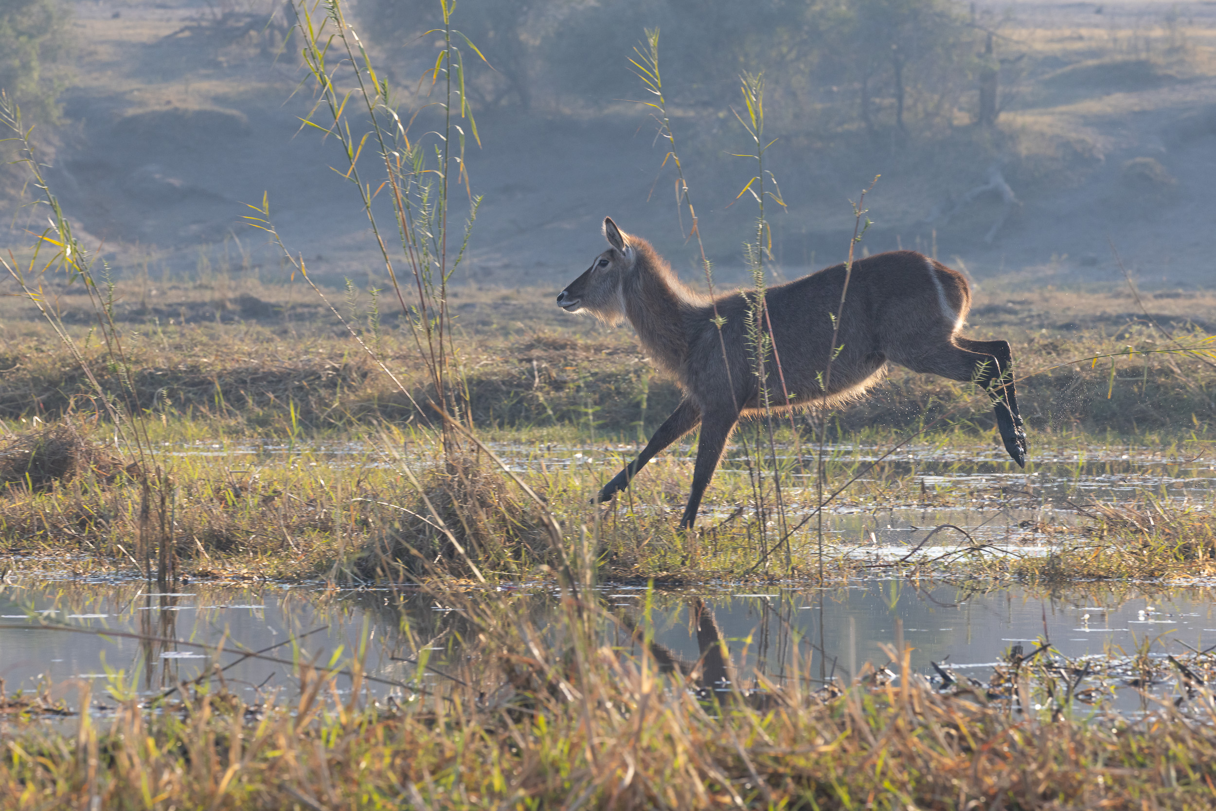 Caprivi, Highlights, Mahango Game Reserve, Namibia, Okavango